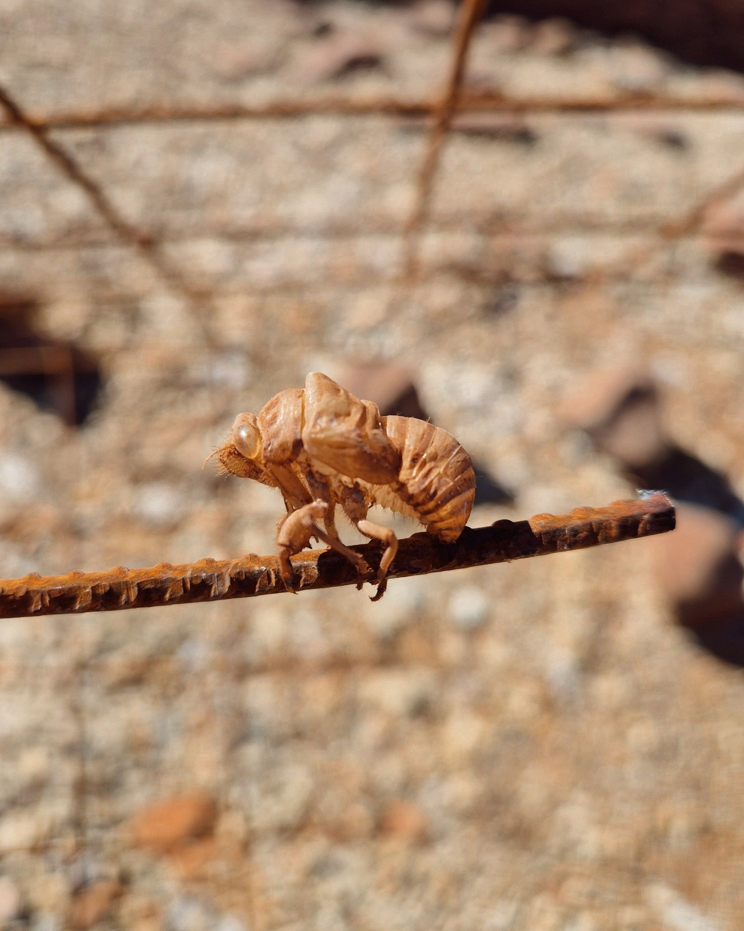 Nature&rsquo;s little time capsule: a cicada shell holding the memory of a life emerging.

#Kameelhoek #WildlifeSouthAfrica #WildernessRestored