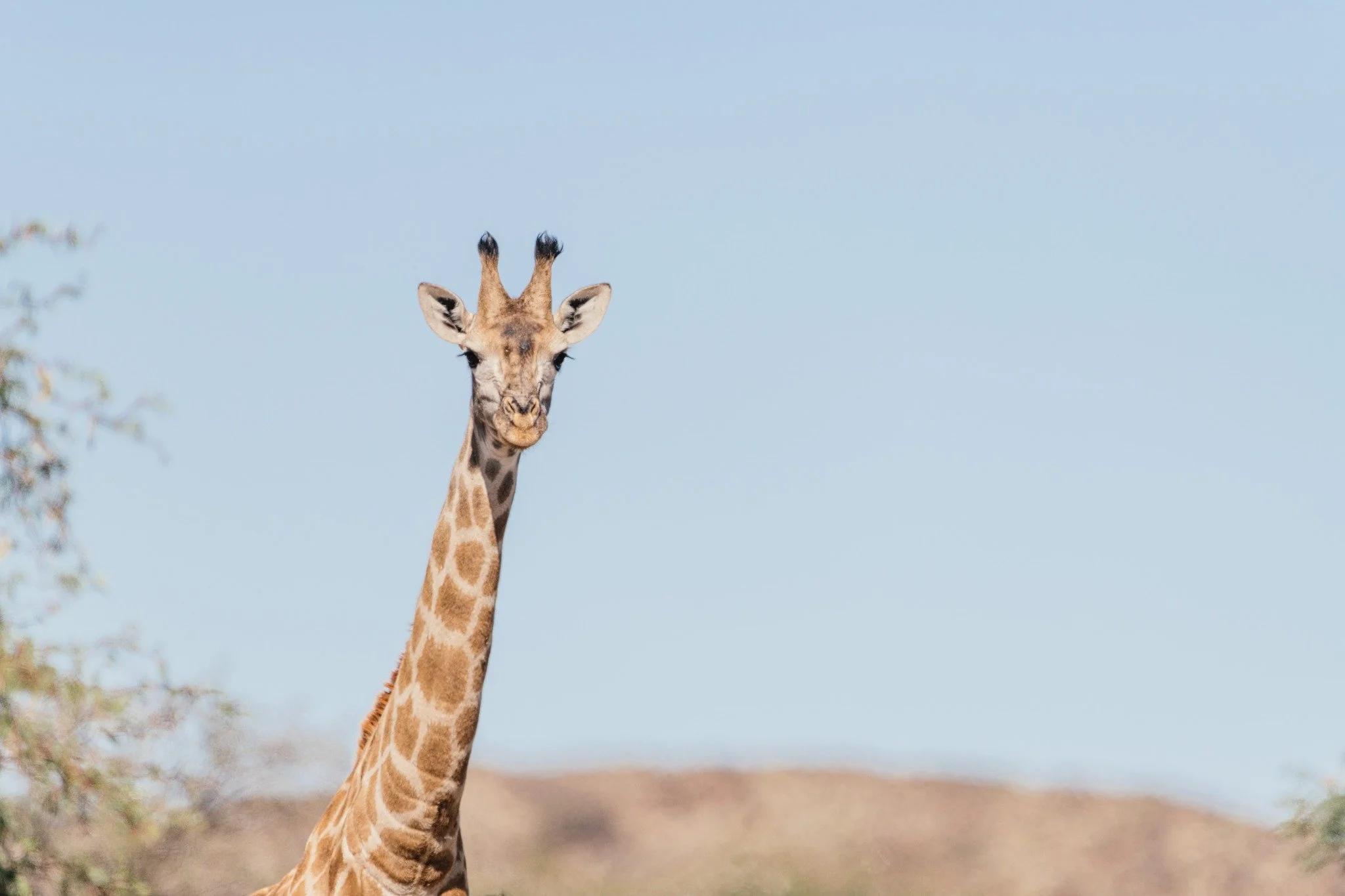 Browsing high in the treetops, shaping the landscape as they go. Giraffes create space for new growth, reminding us how wildlife and flora keep the veld in balance.

#Kameelhoek #HealingTheLand #SouthAfricanLandscapes