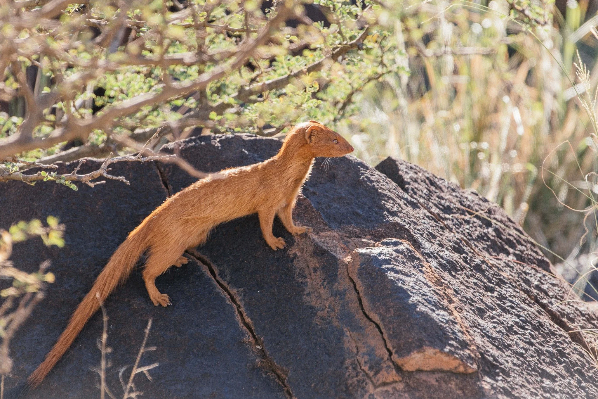 The mongoose scurries across the veld with bright eyes and quick purpose.
In the Northern Cape, these agile foragers help control insects and rodents, keeping the ecosystem in delicate balance.

#Kameelhoek #WildlifeSouthAfrica #NorthernCape