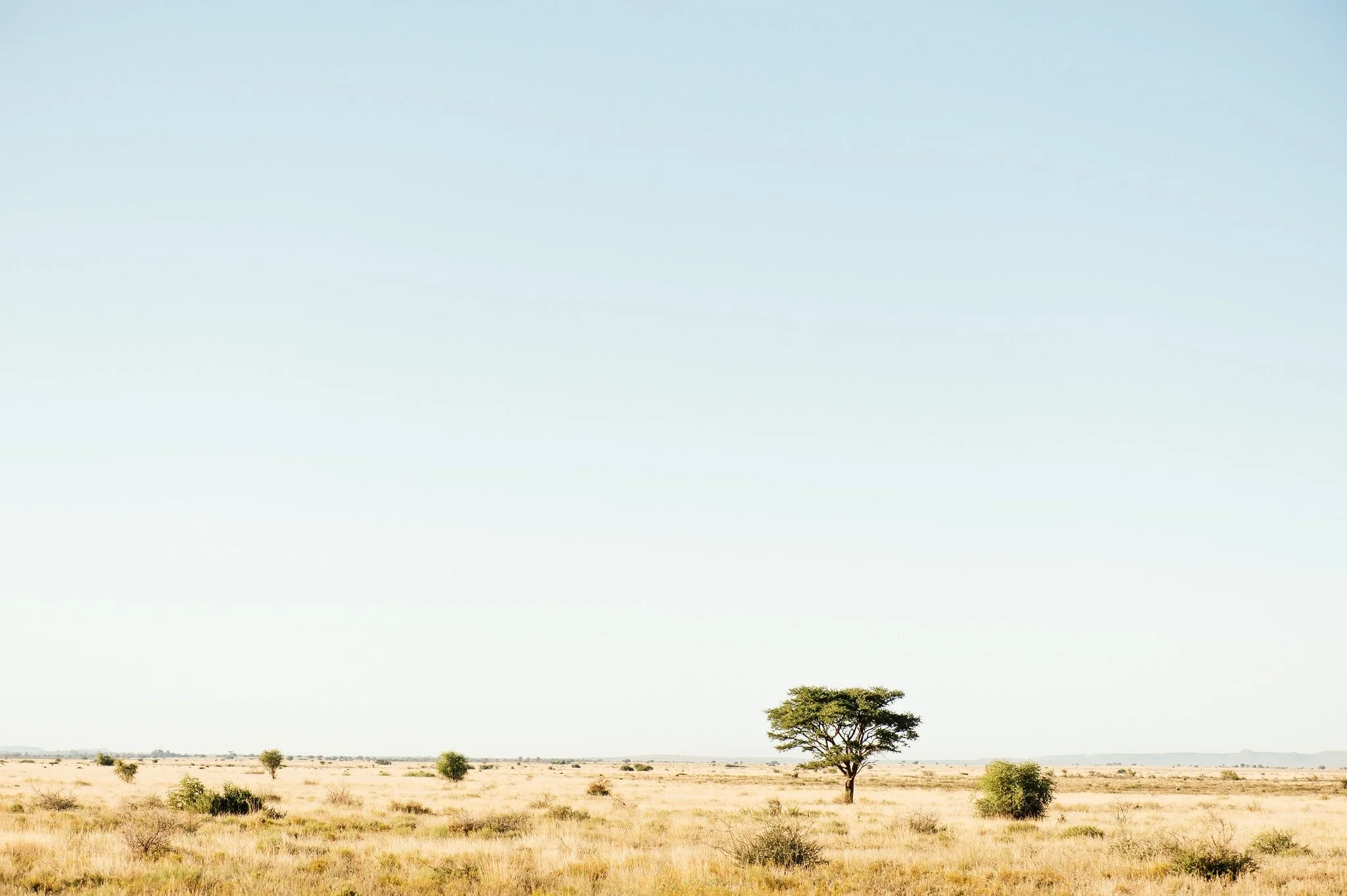 This open stretch carries a calm you can feel in your chest. A landscape restored enough to offer stillness, refuge, and room for wildlife to move without fear.

#Kameelhoek #HealingTheLand #SouthAfricanLandscapes
