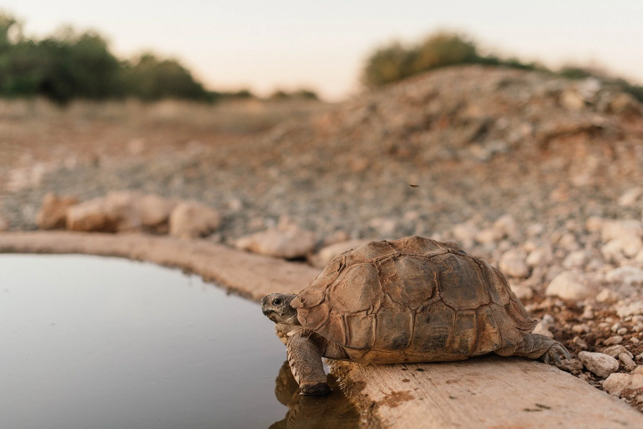 Slow steps on warm earth, a reminder that not all journeys need to be fast to be meaningful.

#Kameelhoek #WildlifeSouthAfrica #NorthernCape
