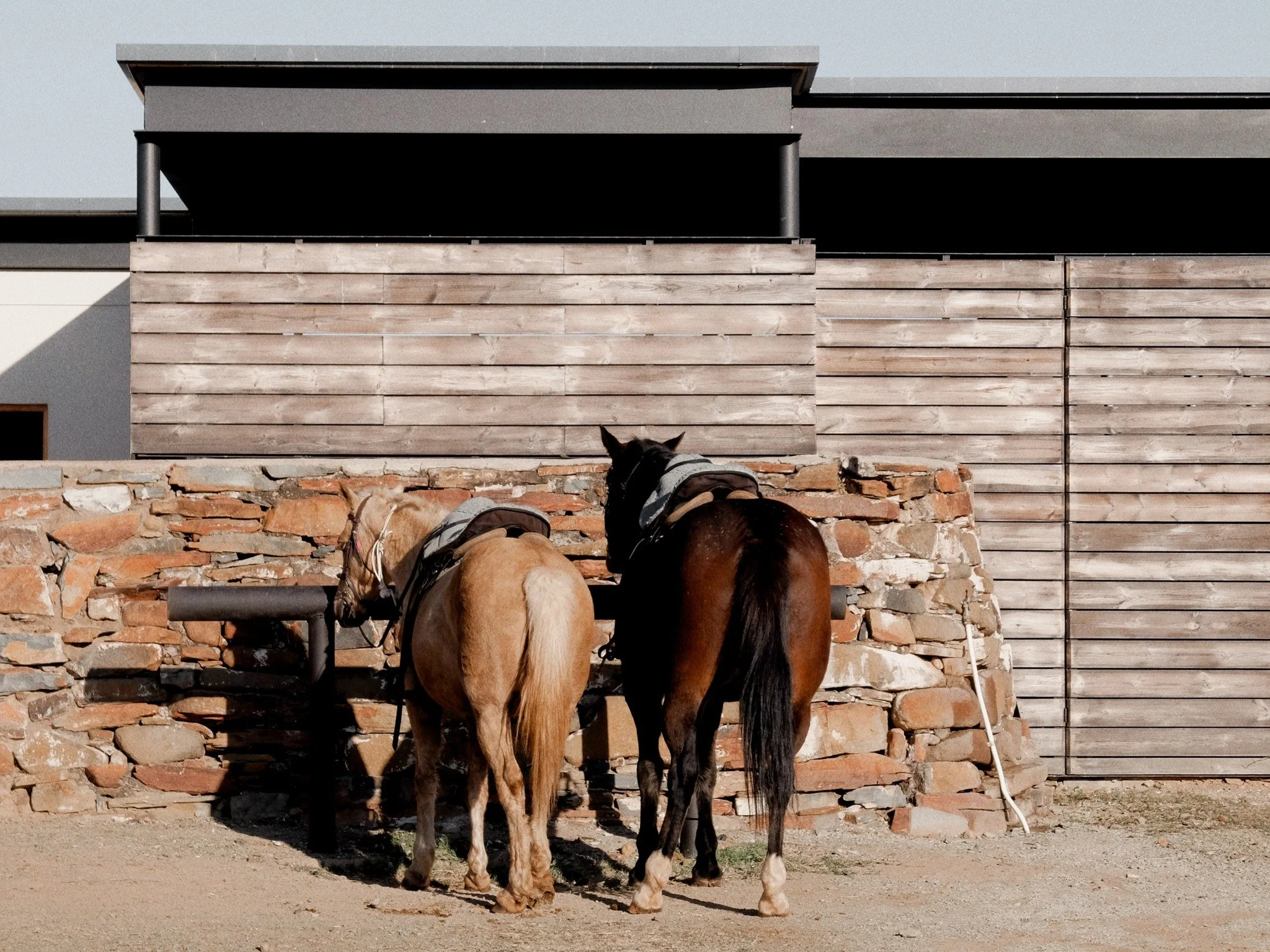 Sometimes the best moments are the simplest: horses and a whole lot of peace.

#Kameelhoek #Horses #Conservation