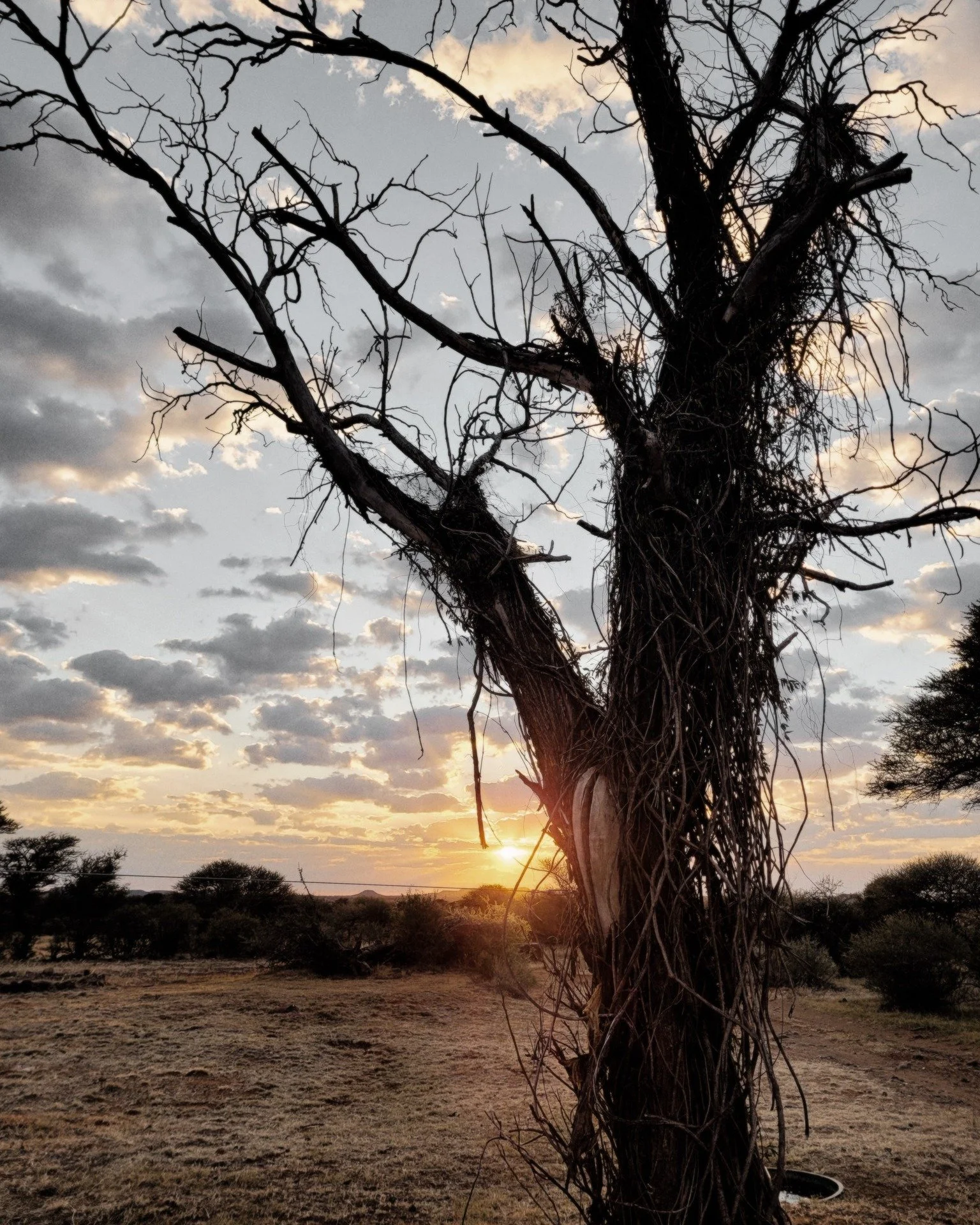 A burned Kameelhoek tree against the open sky. Not broken, just changed. Nature has a way of carrying its history with quiet dignity.

#Kameelhoek #WildlifeSouthAfrica #SouthAfricanLandskape