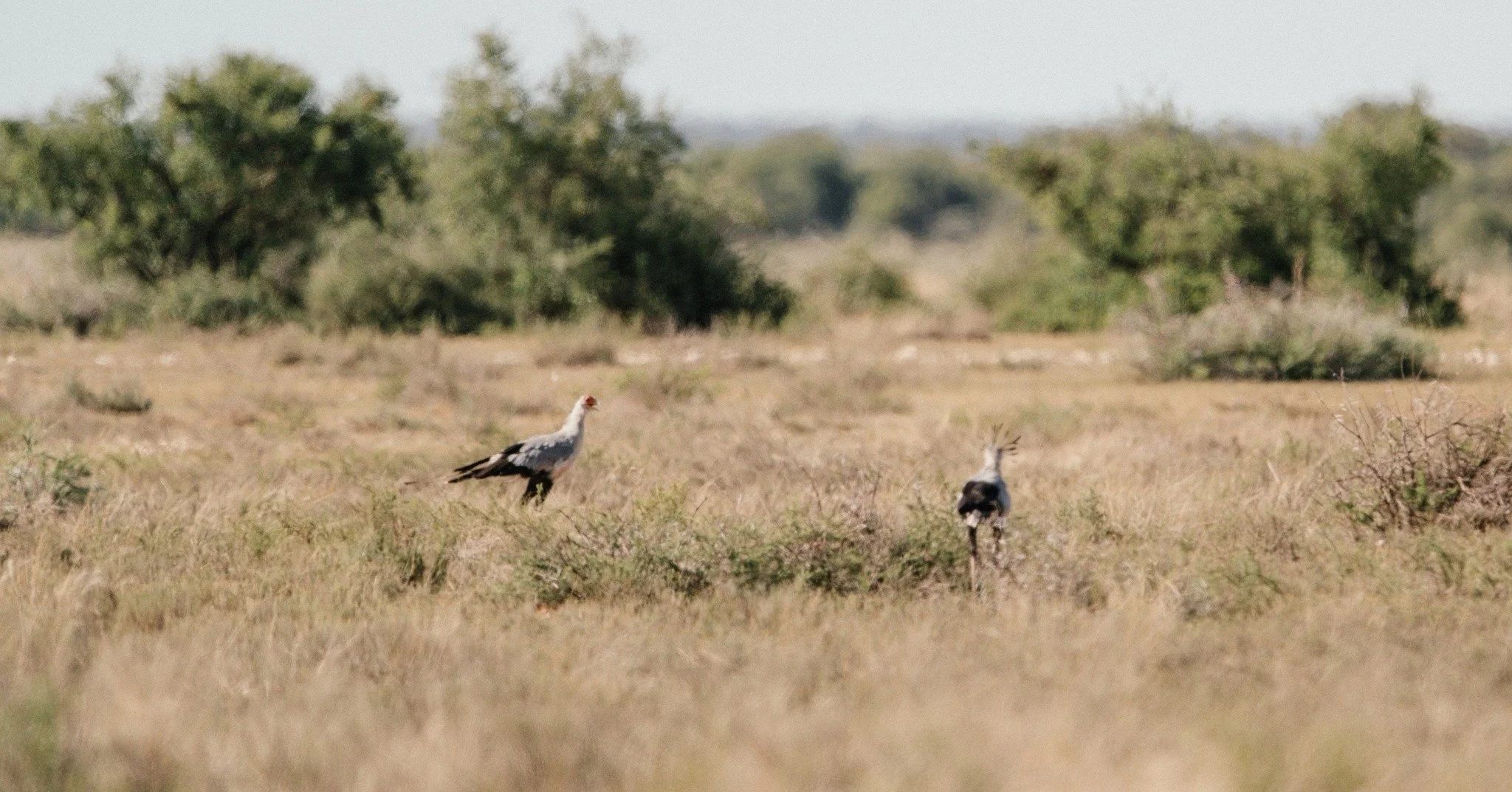 A peaceful moment on the plains. Birds gathered in the grass, and the land at ease around them.

#Birds #Kameelhoek #Nature #NorthernCape #Conservation