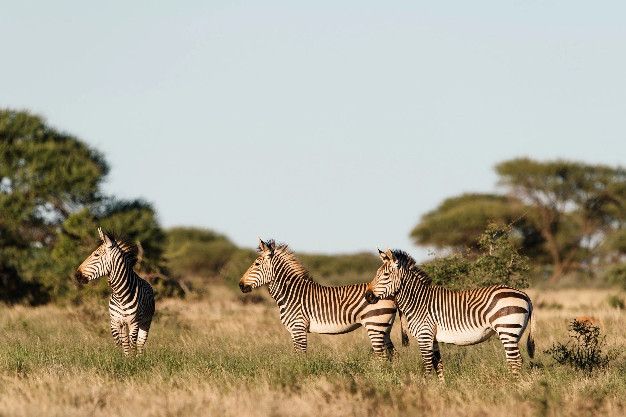 The Zebra&rsquo;s stripes are more than a pattern, they are nature&rsquo;s reminder that contrast can create beautiful harmony. Watching them move across Kameelhoek&rsquo;s open land, side by side, we see balance restored. 

Wildness is returning as 
