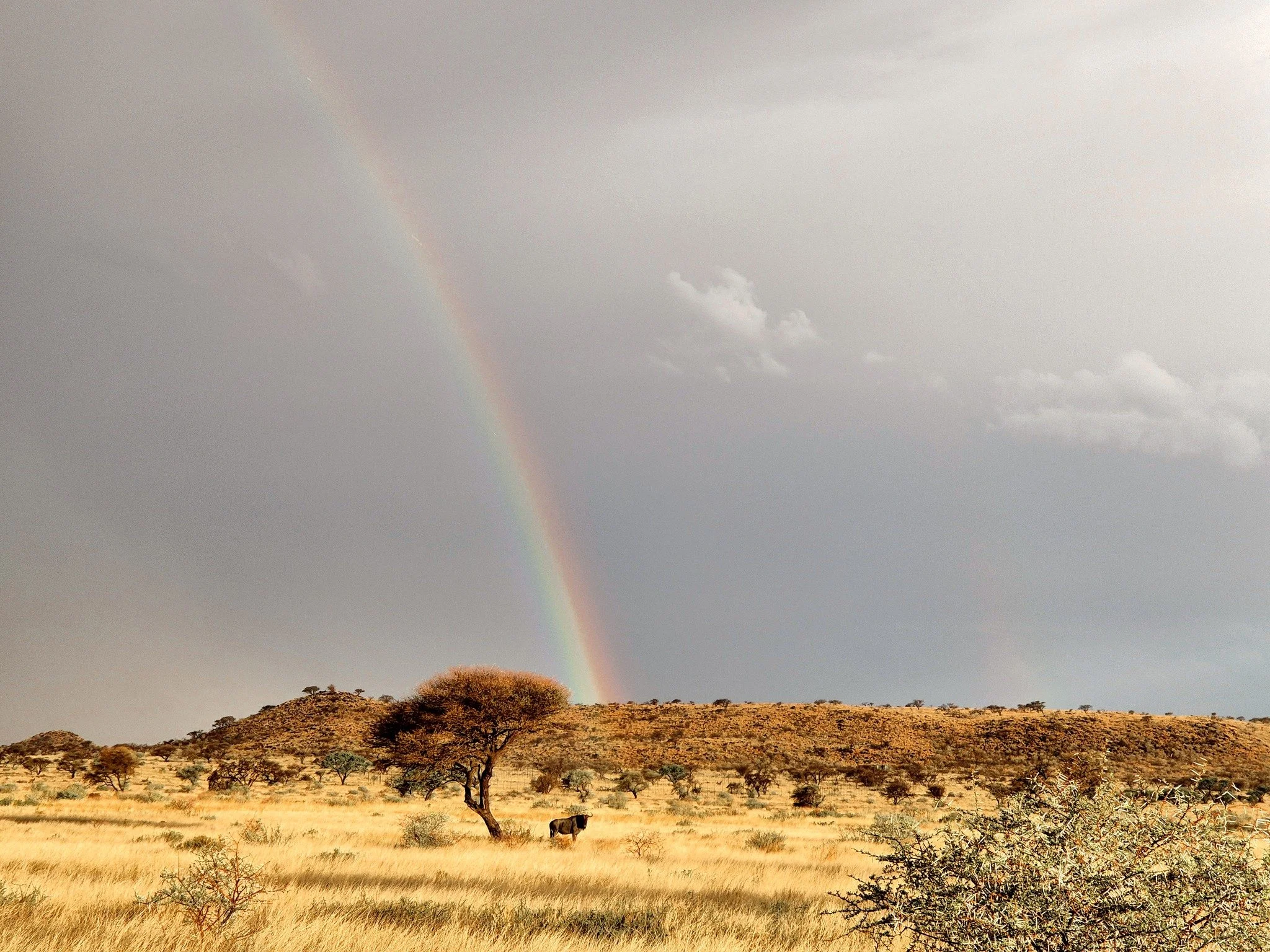 After the rain, the veld glows, and beneath a rainbow, a lone Wildebeest stands like a guardian of the storm&rsquo;s quiet aftermath.

#Kameelhoek #WildlifeSouthAfrica #NorthernCape