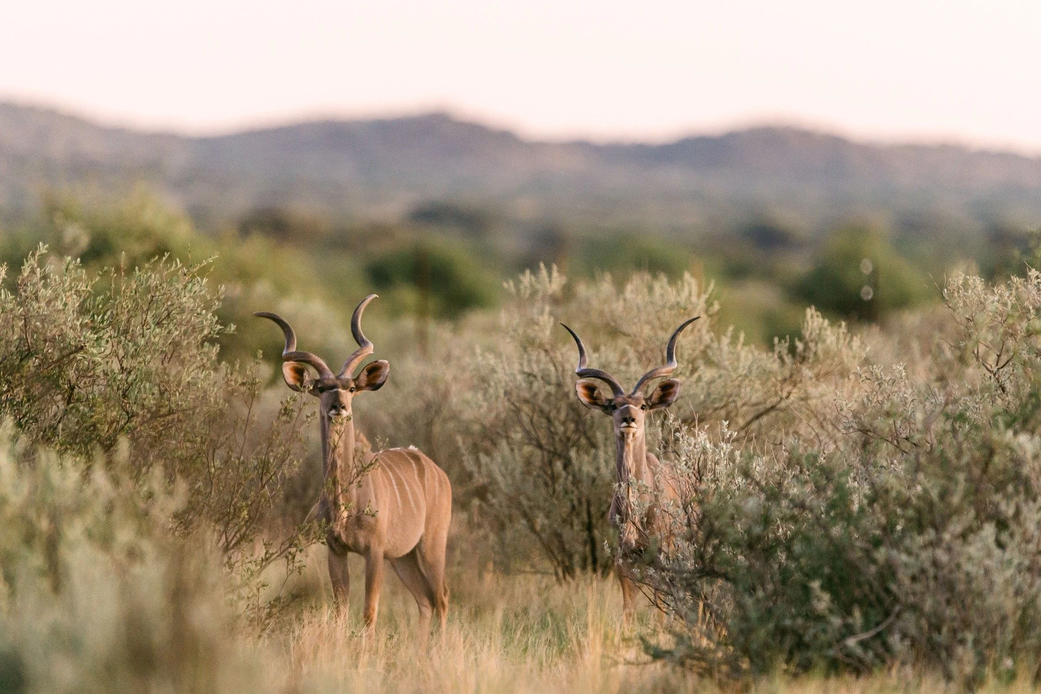 Did you know that the spirals on a Male Kudu's horns increase with age, reaching 2,5 twists by about six yoears old.

Can you guess the age of these two beauties?

#Kameelhoek #Kudu #Conservation #NorthernCape
