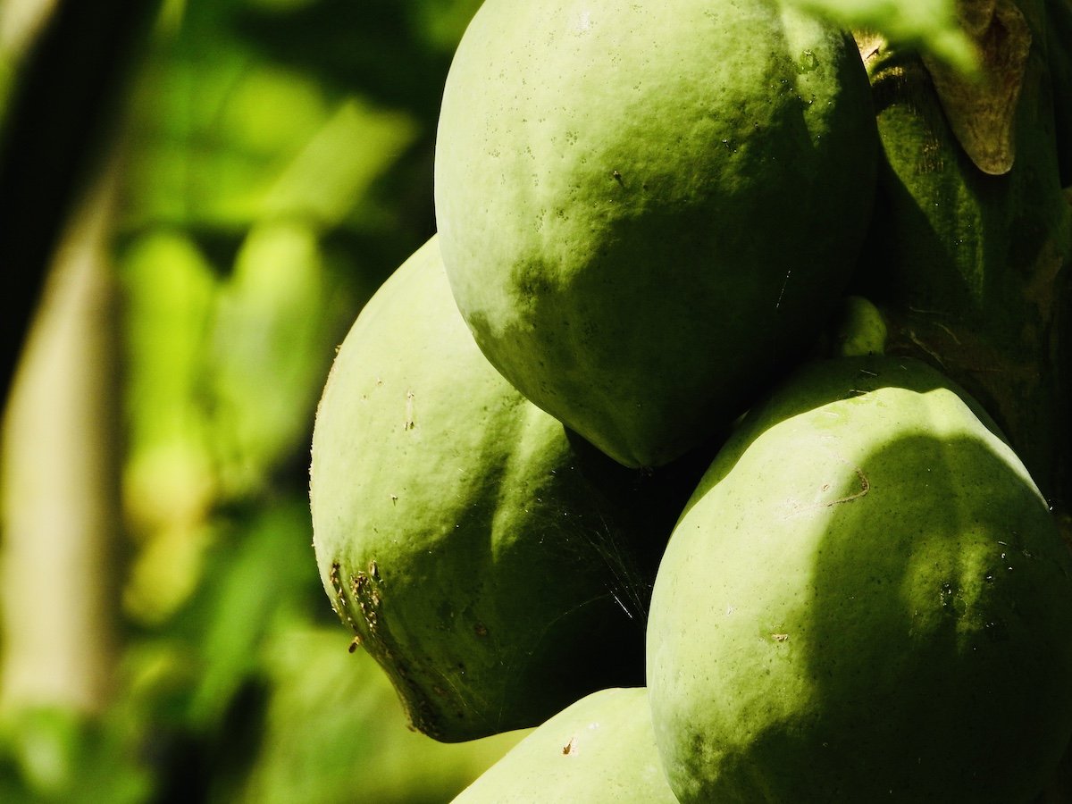 THE Essentials of Papaya Oil — BLAXTAR ESSENTIALS