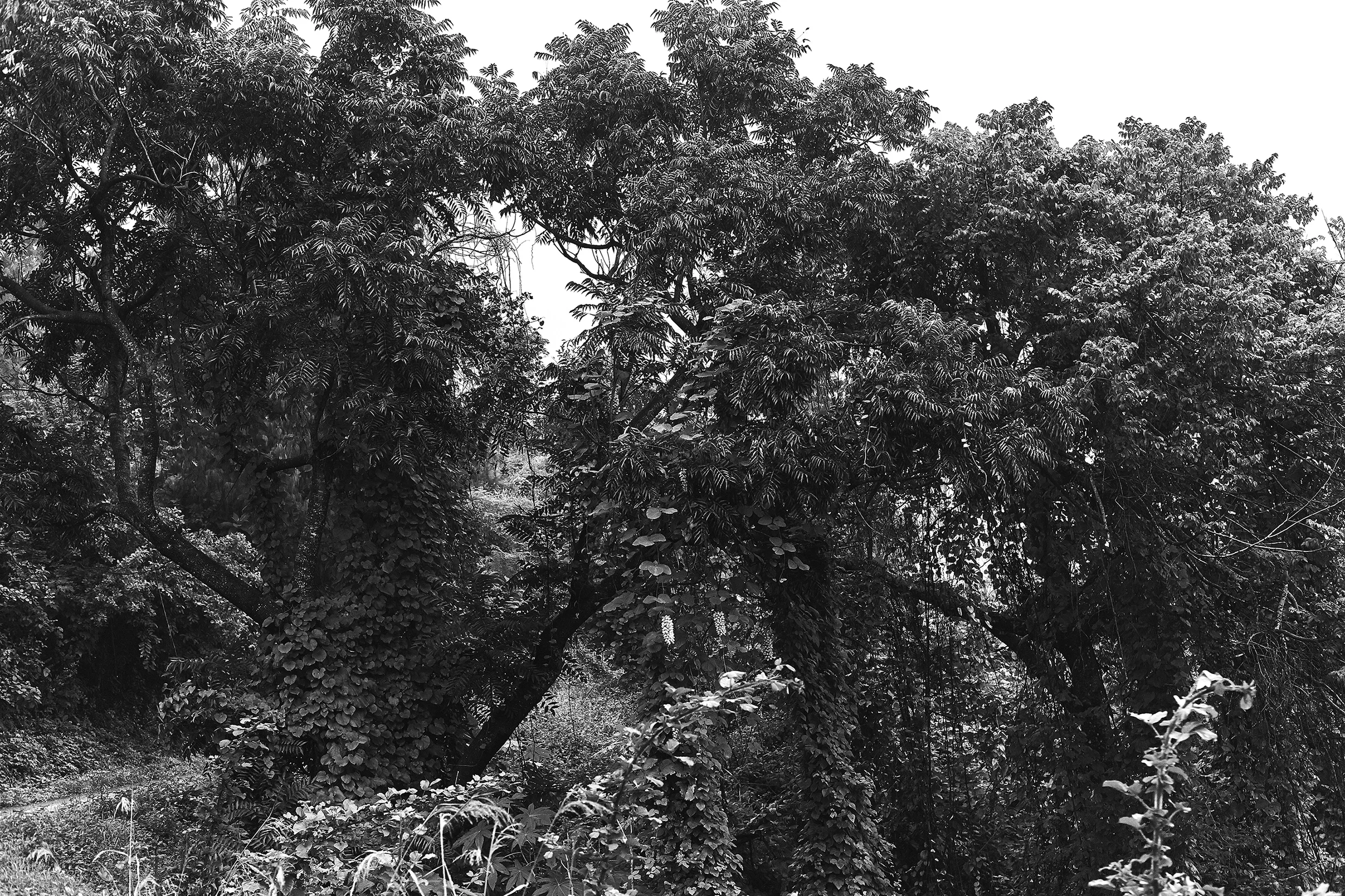 The Trees copy.jpg