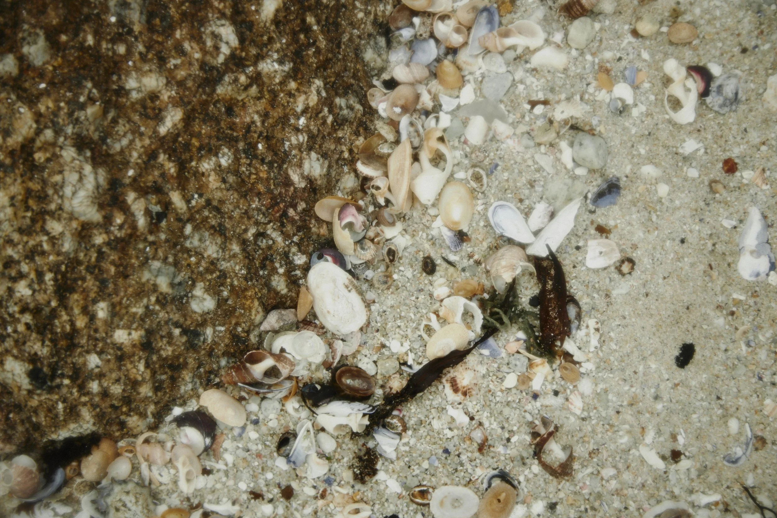 Guardian_Mermaid_2023_00271.jpg