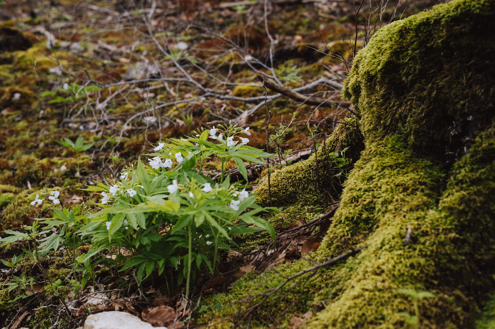 SPH Naturbilder_25-078.jpg