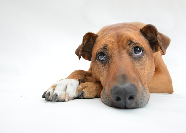 sad-dog-404.jpg