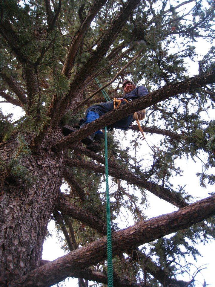 climbing champion spruce.jpg