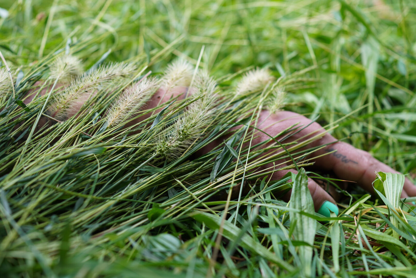 September Grass