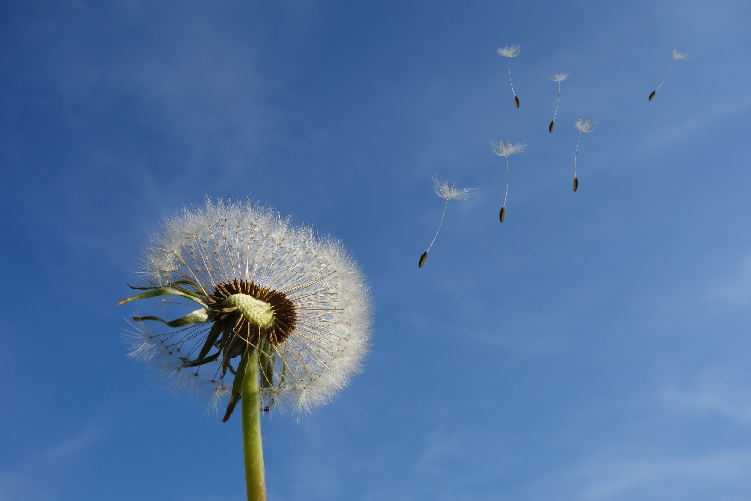 close-up-dandelion-dandelion-seeds-39669.jpg