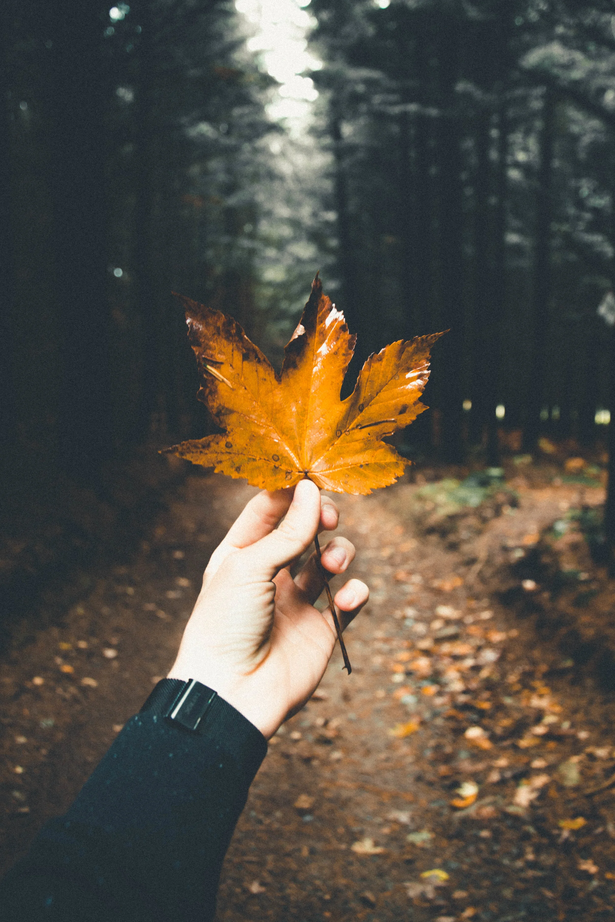 Rejuvenate with Ayurvedic Fall Detox Cleanse