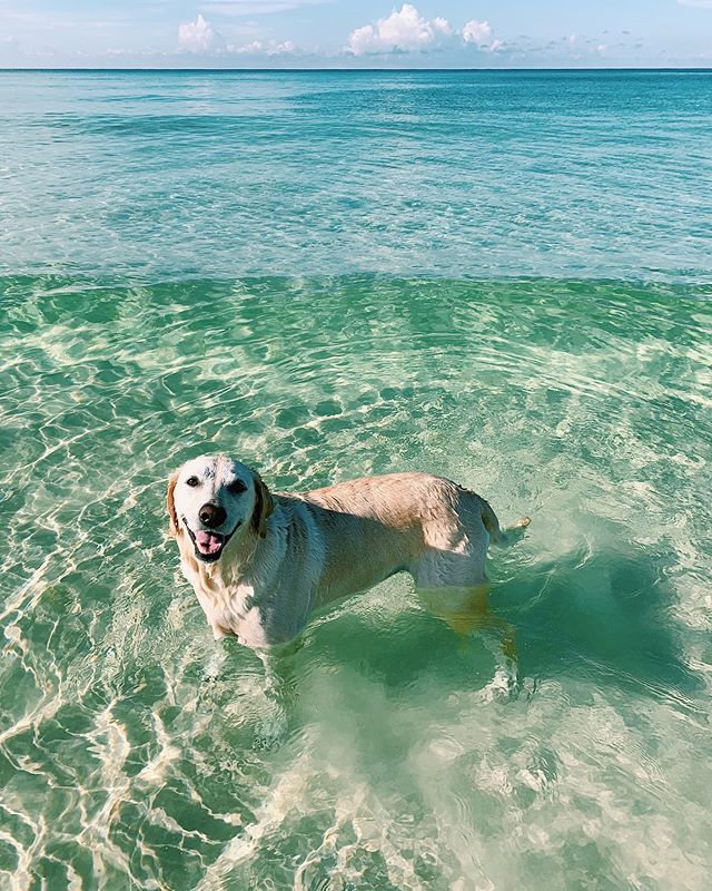 e v e r y day is dog day with my girl // the best gift we ever gave her was moving to the beach, only a small act in relation to the joy she brings to our daily life ☀️ #leveedog