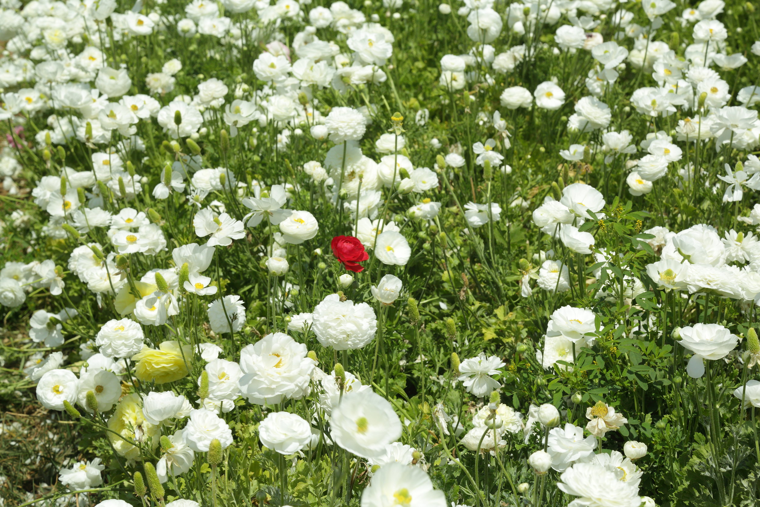 flower_fields5D0006.JPG