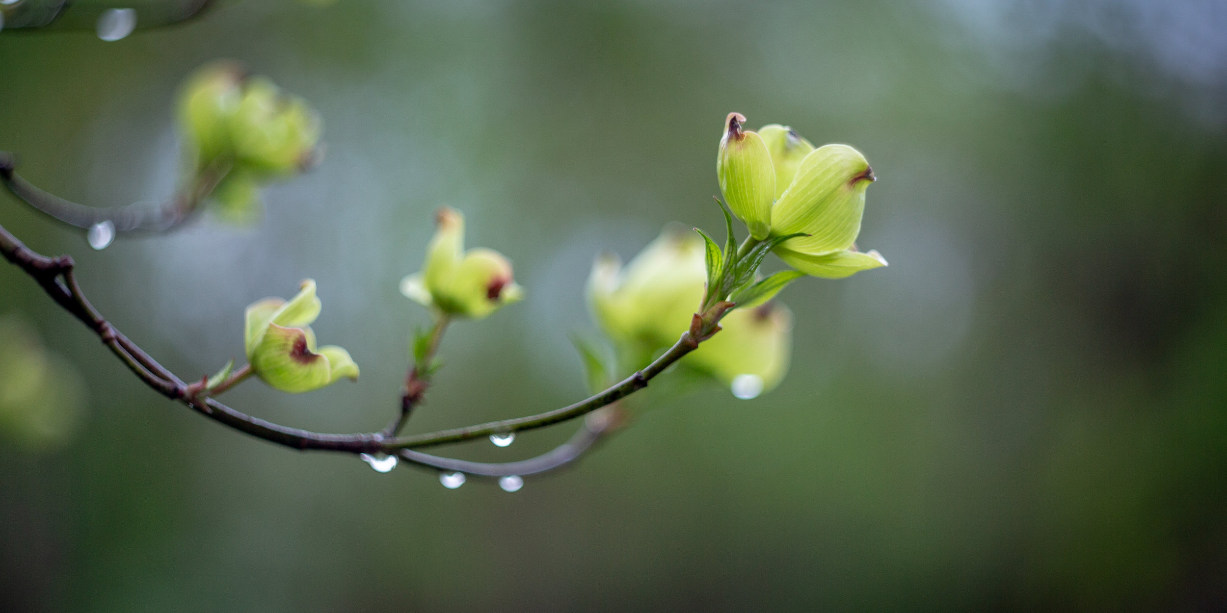 Spring bloom-3.jpg