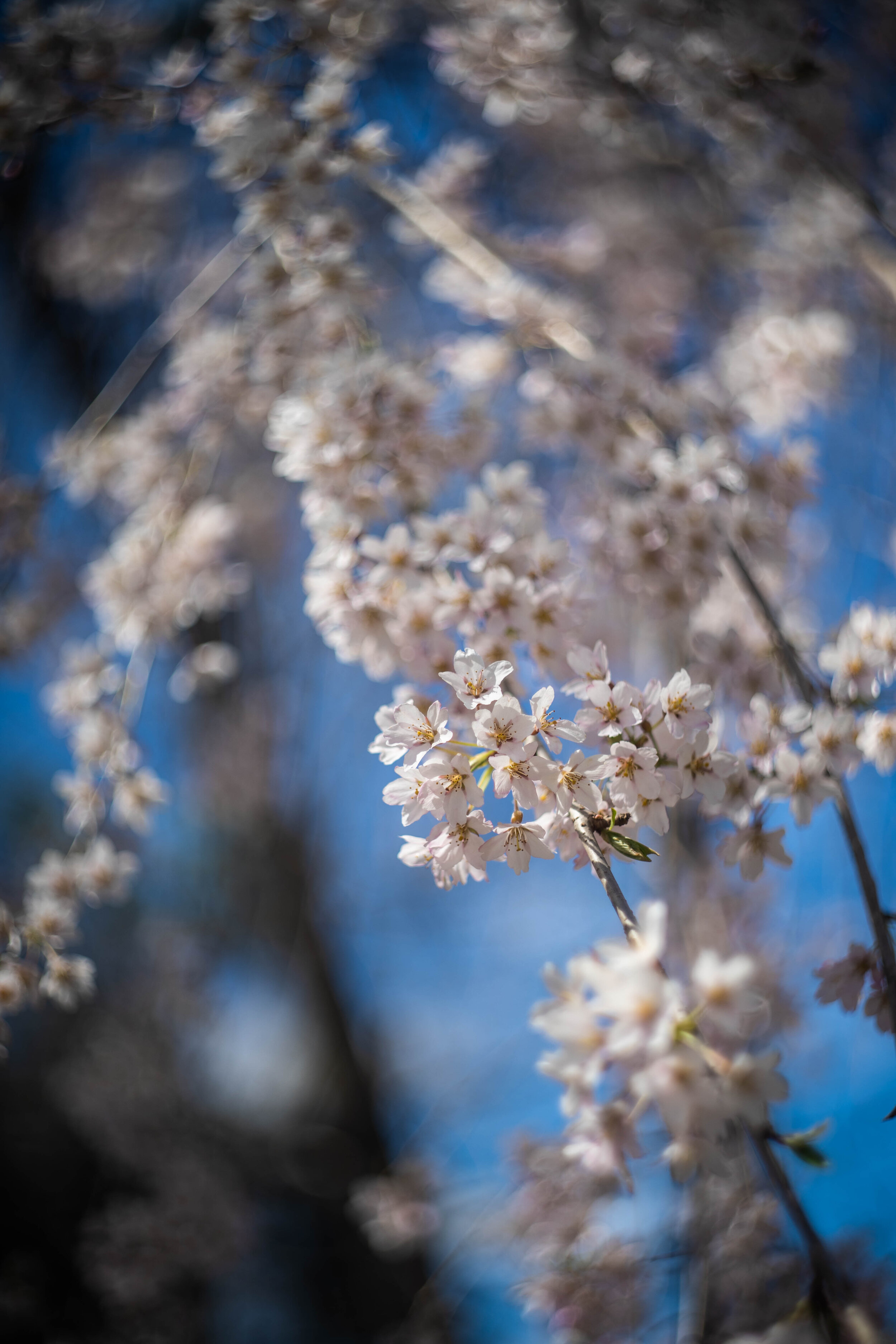 Spring Chrry Blossom-4.jpg