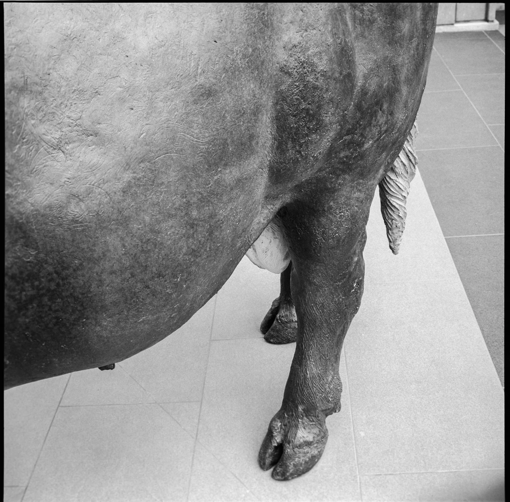 Bull Testicles on Georgia.jpg