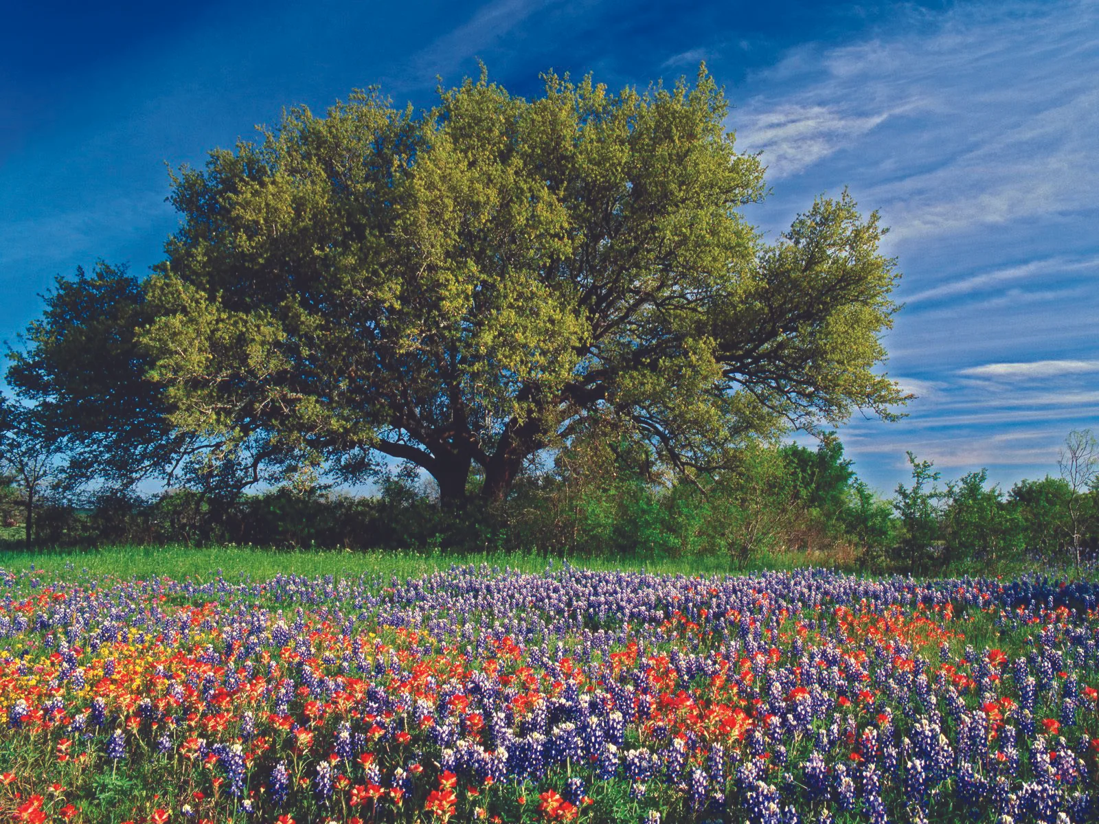 Live Oak among Texas Paintbrush, and Bluebonnets, Texas.jpg