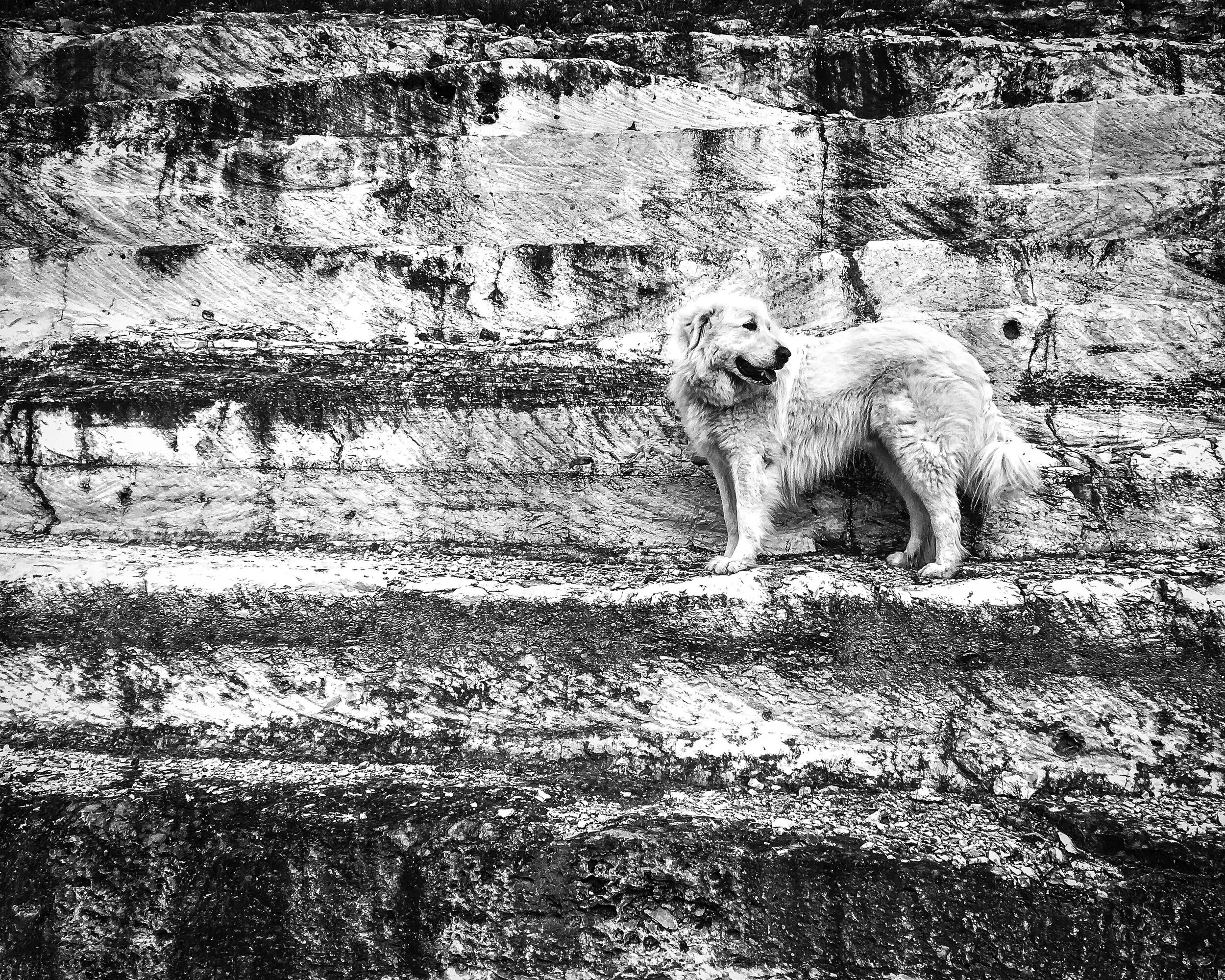 Raji B&W.jpg