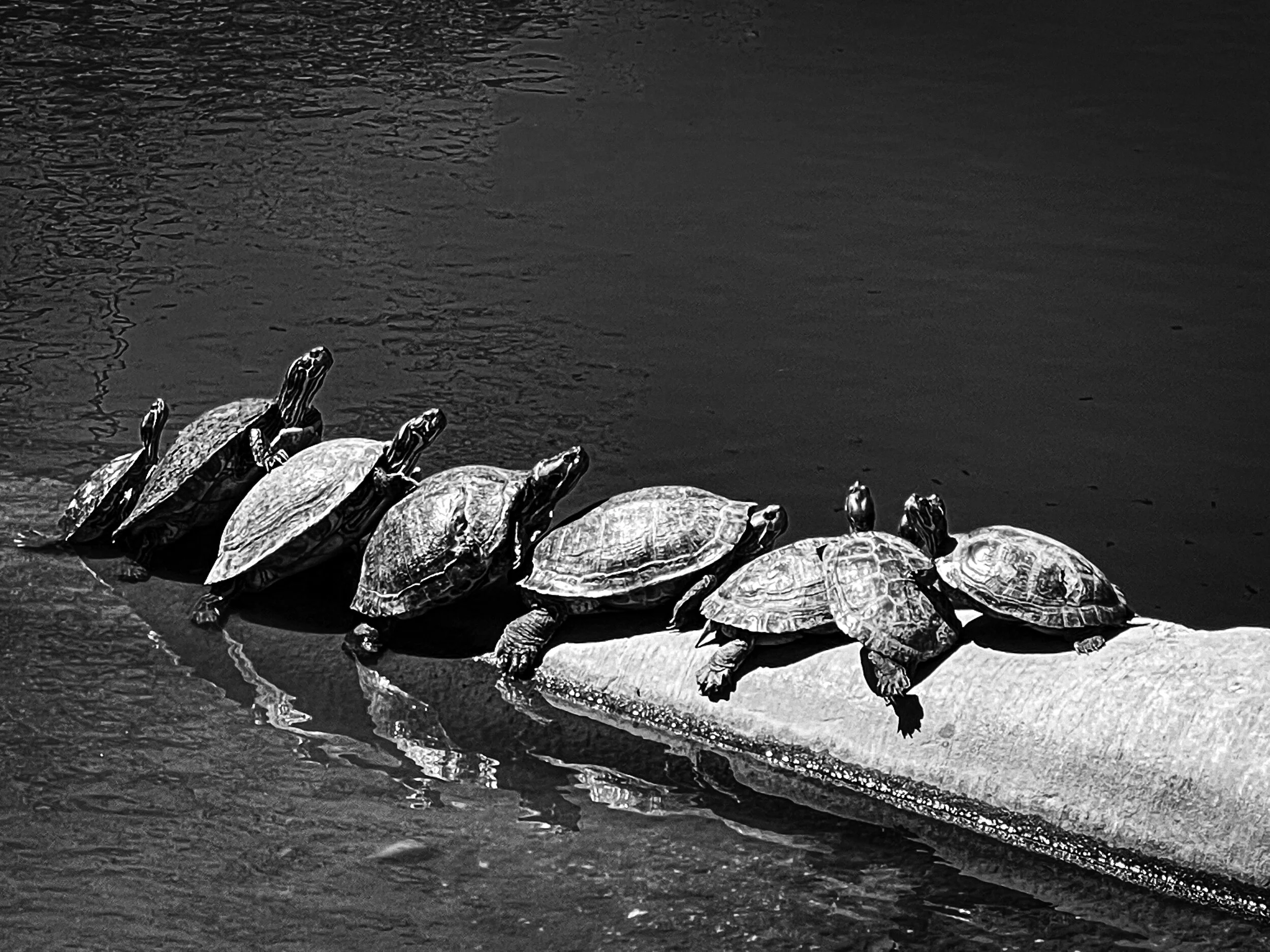 Turtles.jpg