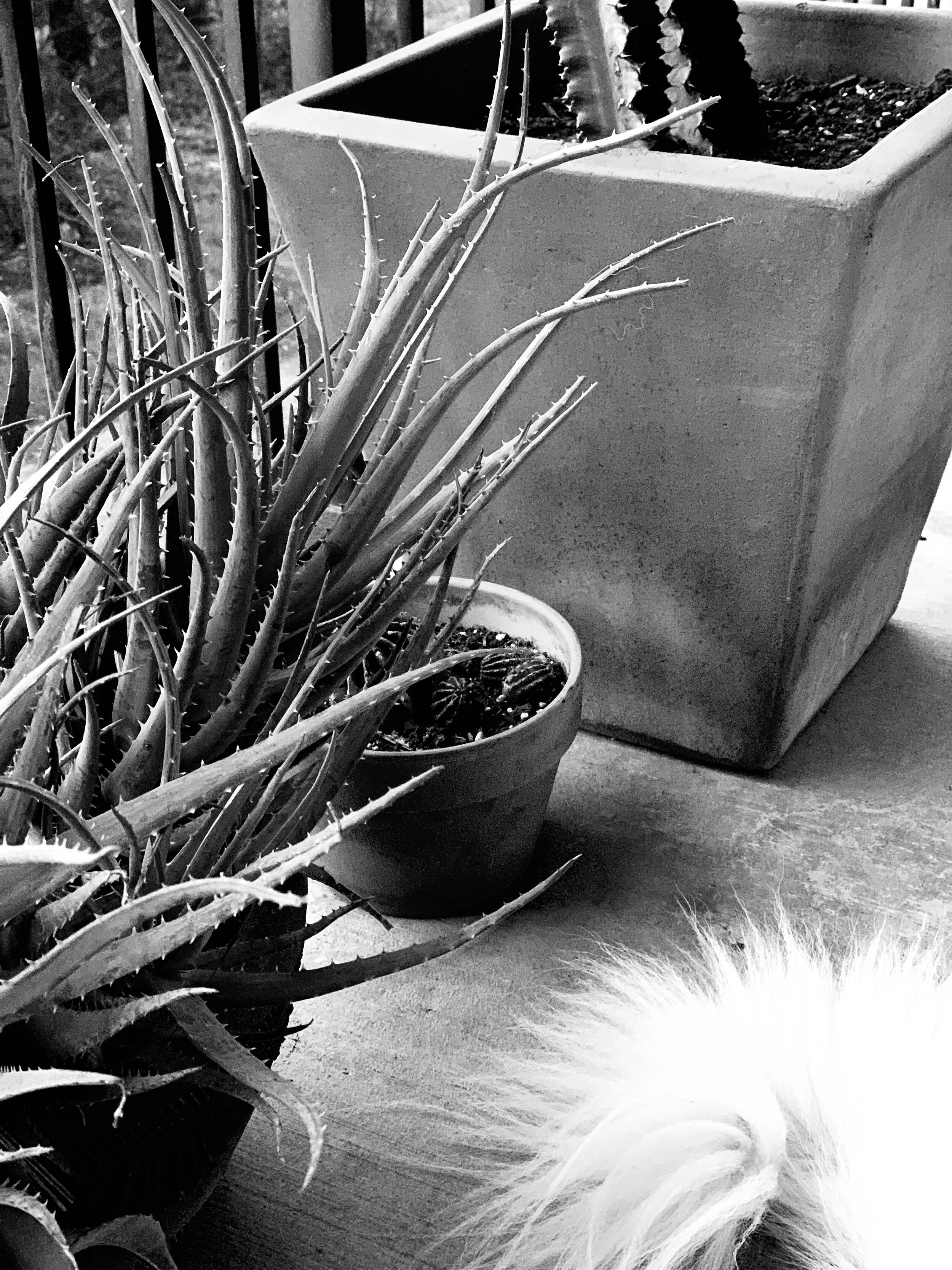IMG-1925.jpg