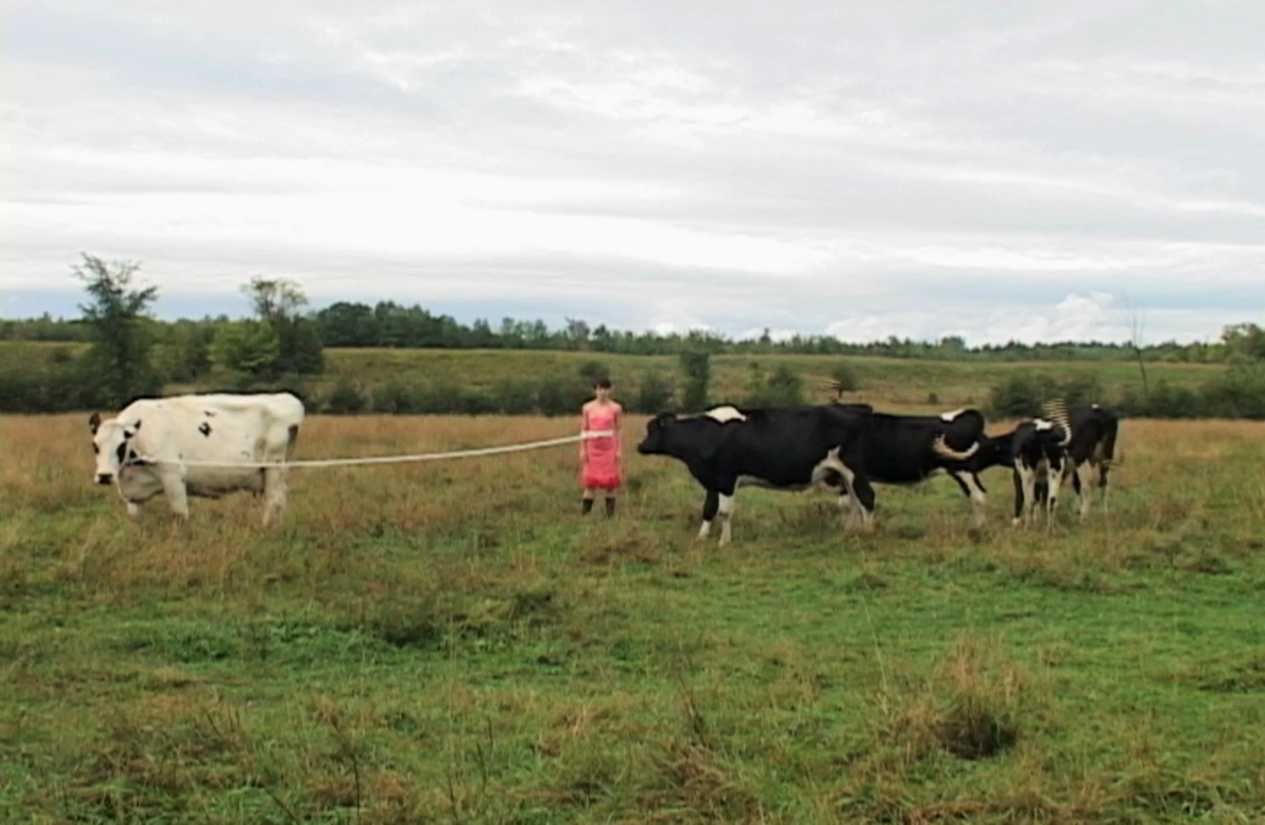 Vaches1_web.jpg