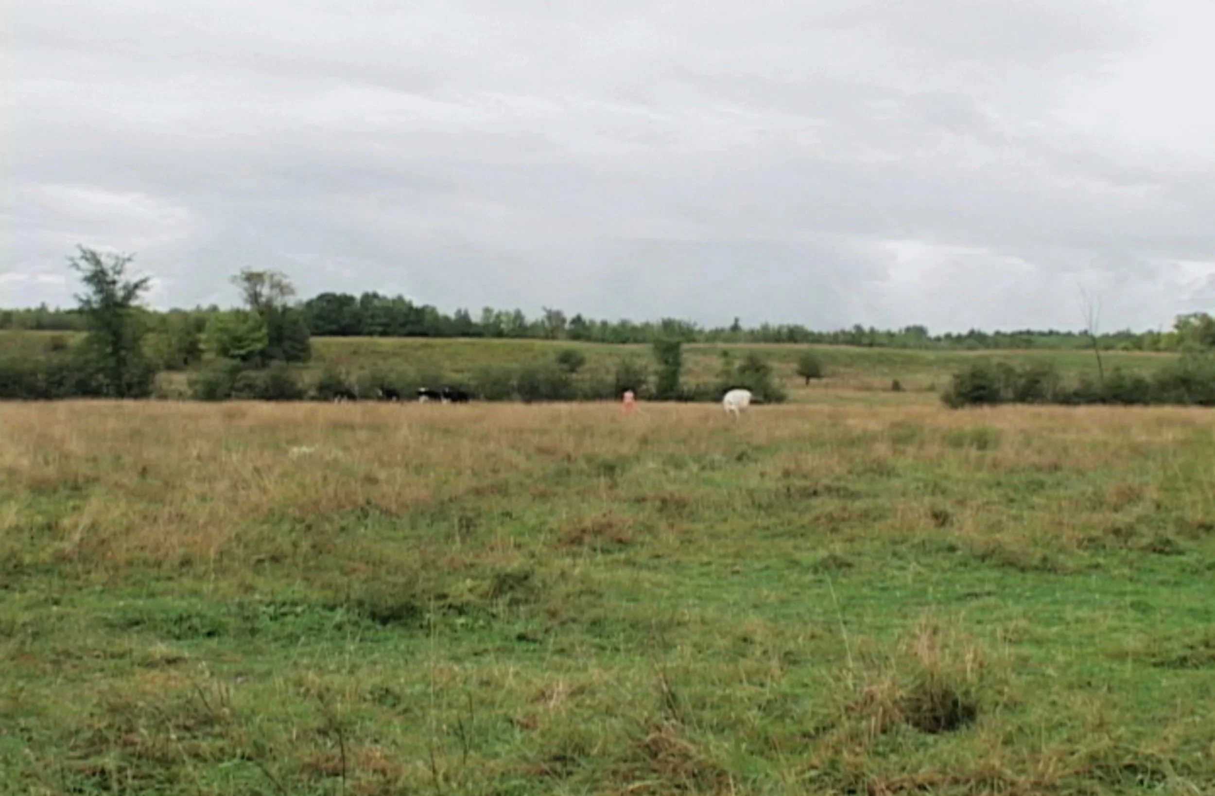 Vaches2_web.jpg