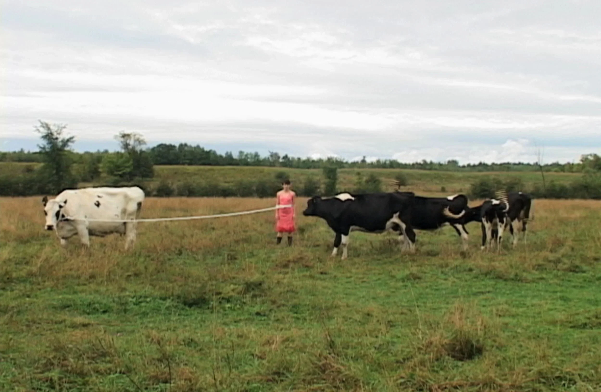 Vaches1_web.jpg