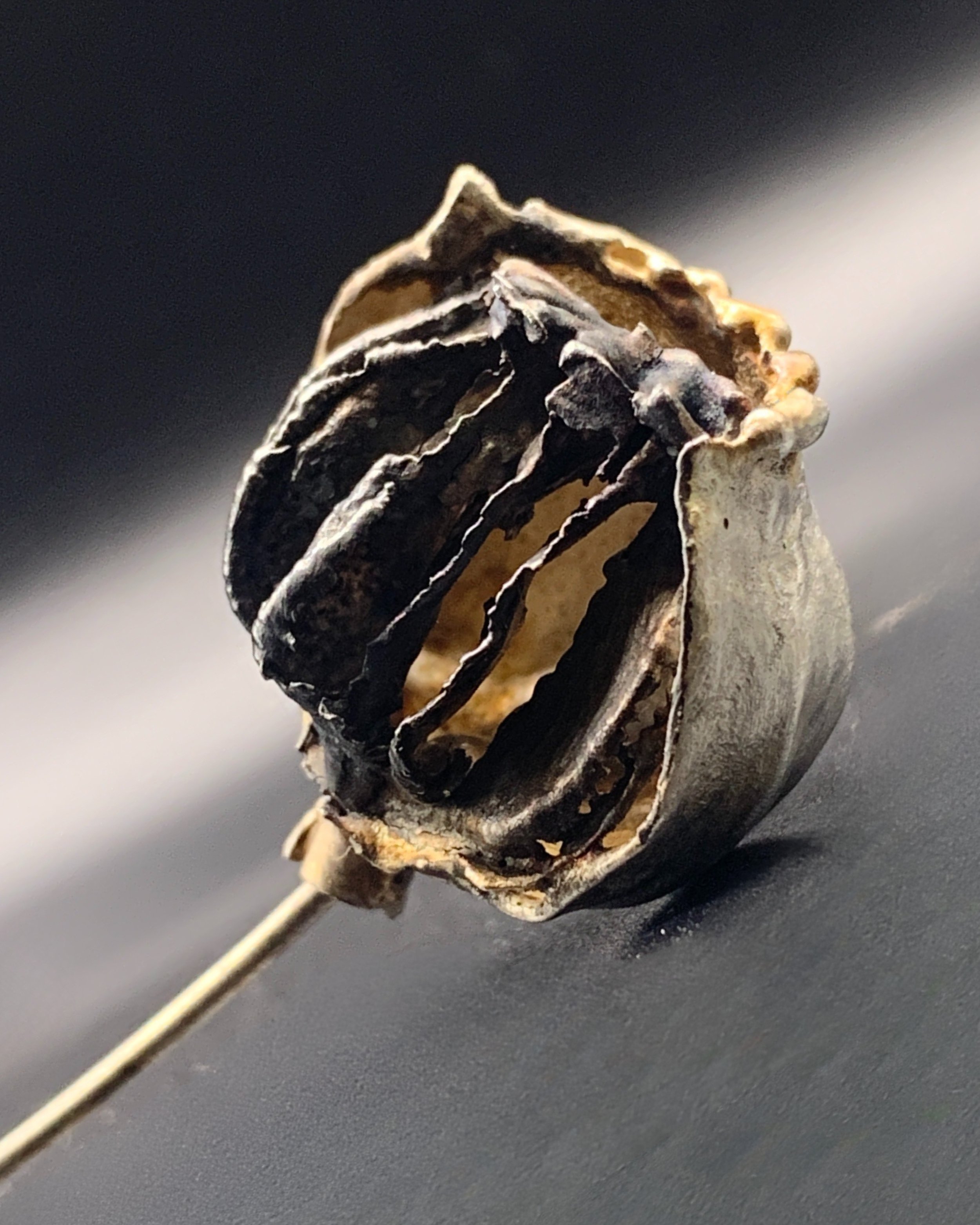 FAIR_ELLAGORASIA_SEEDPODRELIC(HybridI).jpg