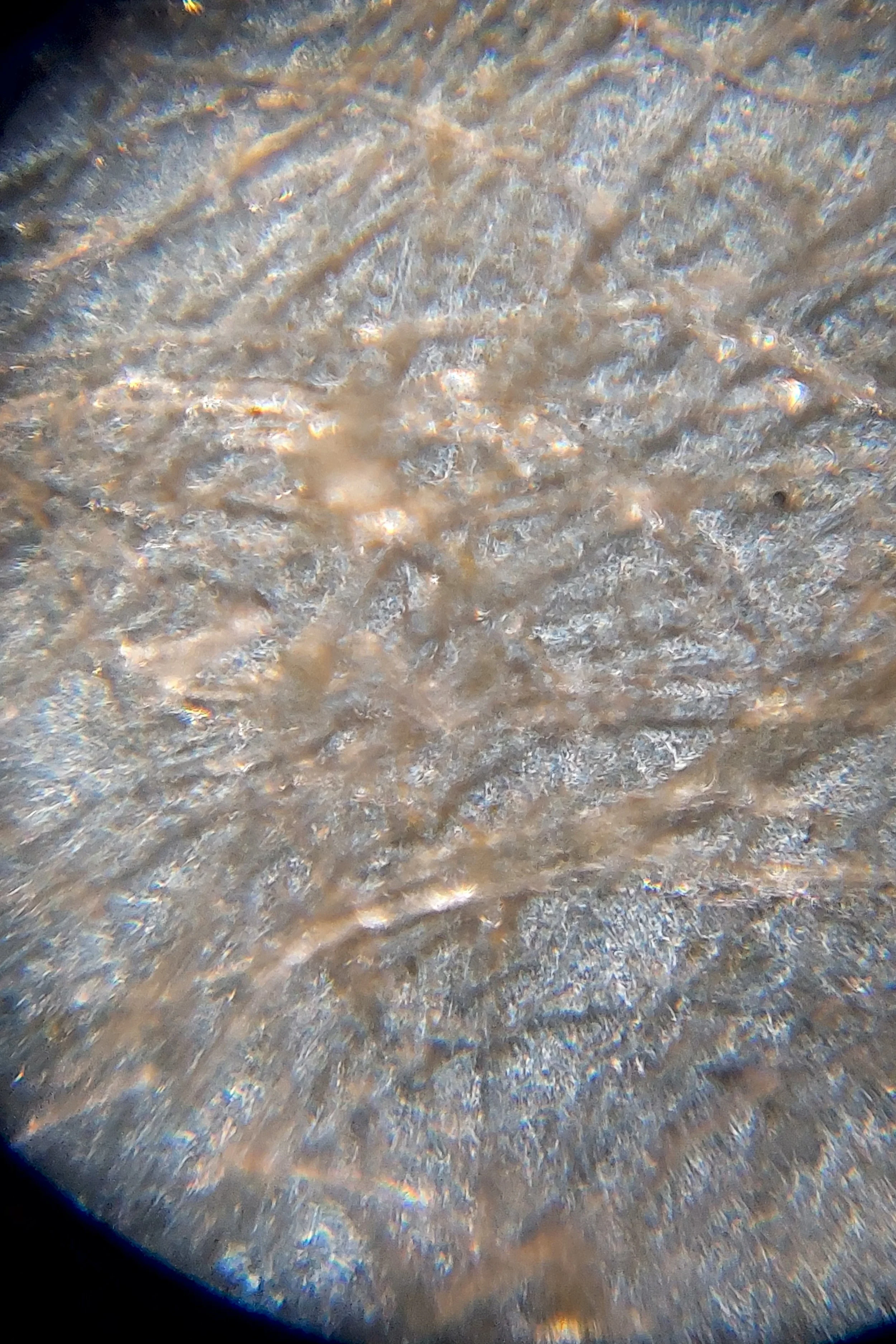 KatherinePuicanVigo_PimaqNucleo_2025_Biomaterial_170x40x0.2_NFS.jpg