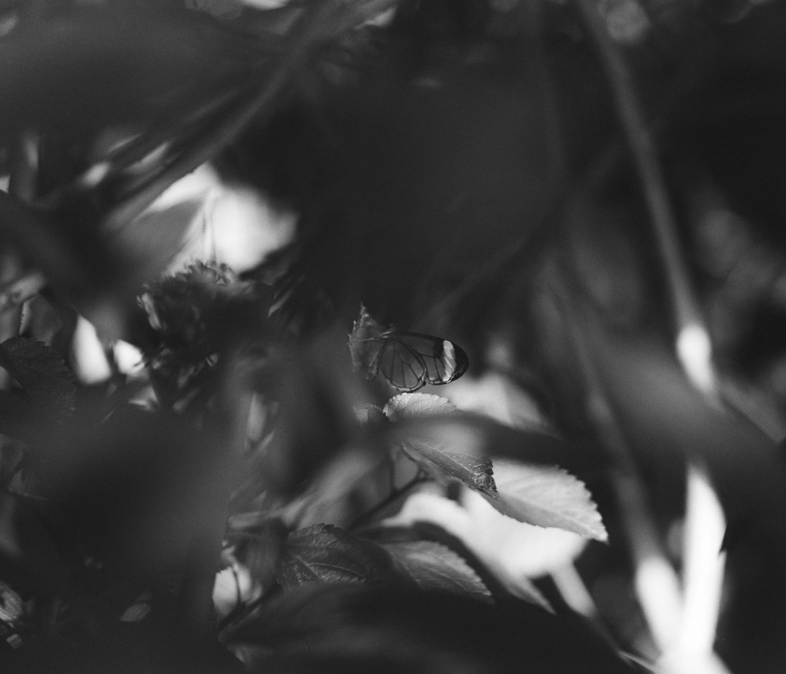 SHOP_MARIA HARRIS-SUTTON_FLUTTER.JPG