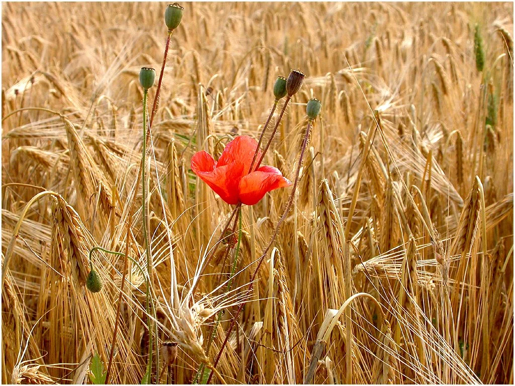 Images, Imagery, & Imagination