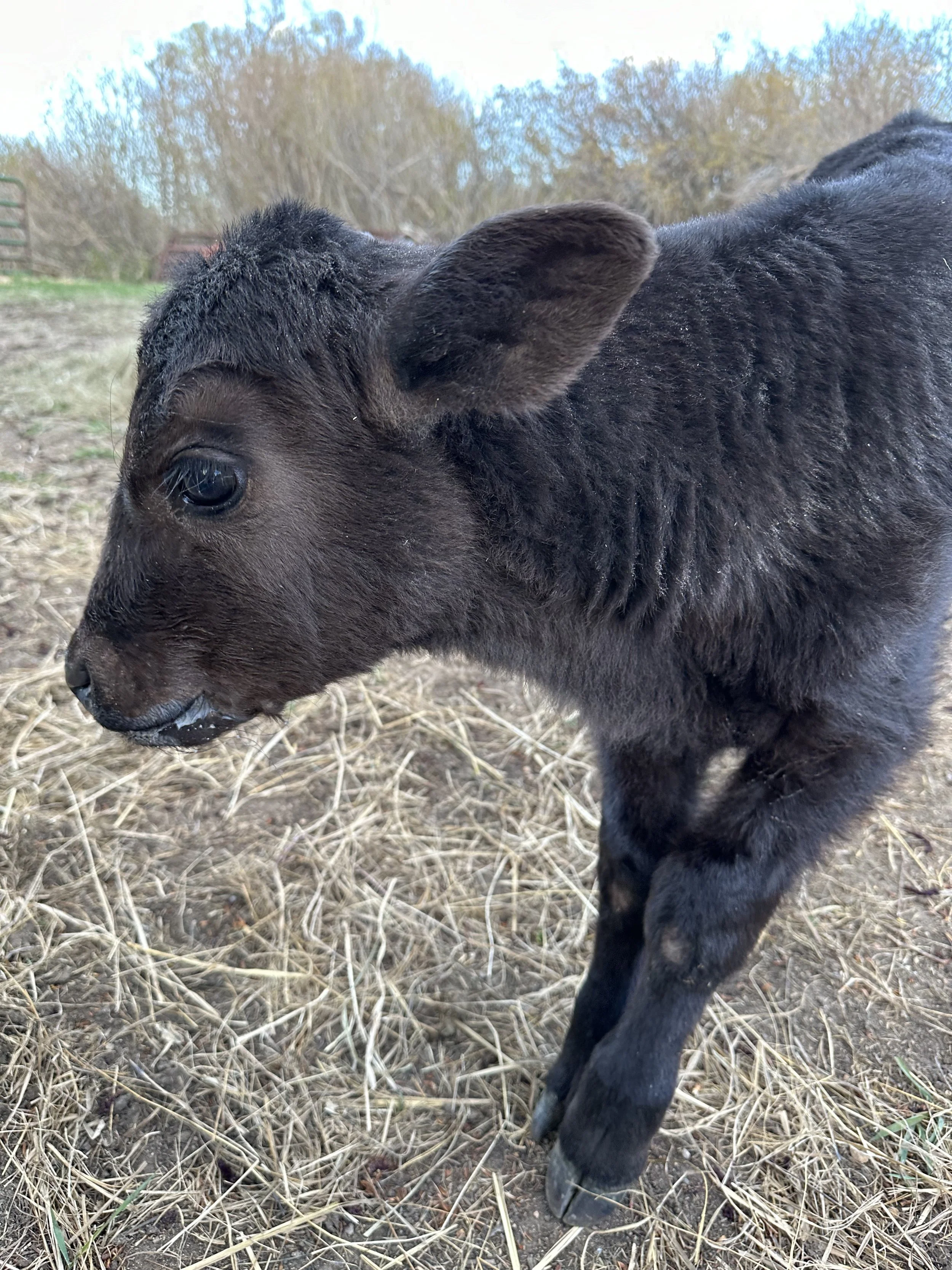 June Coffee Talk - Orphaned Calf Update!