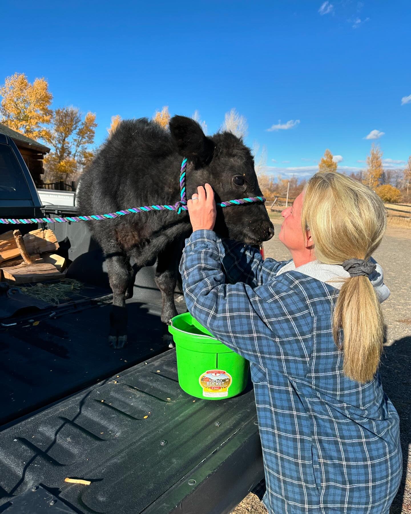 Good friends bring your pet calf to you after knee surgery &hellip; in the back of a pickup truck. 

#cow #calf #ranchlife #countrylife #petstagram