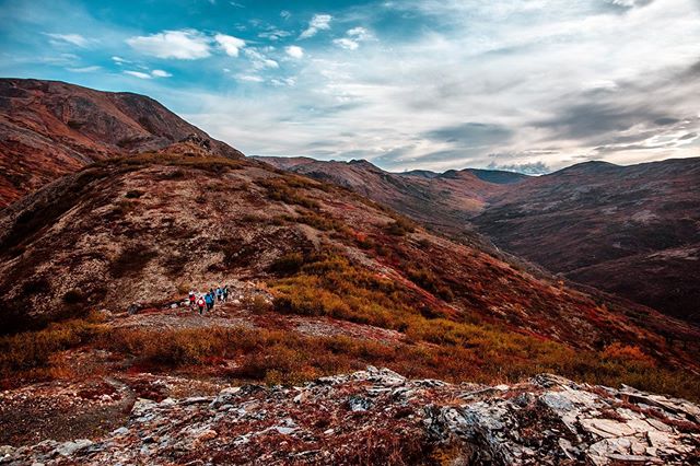 THE TUNDRA IS RED. THE TUNDRA IS RED. (Apparently this helps the flora absorb more solar energy.) We&rsquo;re hiking up to Quigley Ridge in #denalinationalpark in this shot. And the #tundra is #red! I can&rsquo;t get over it (and how it looks in phot