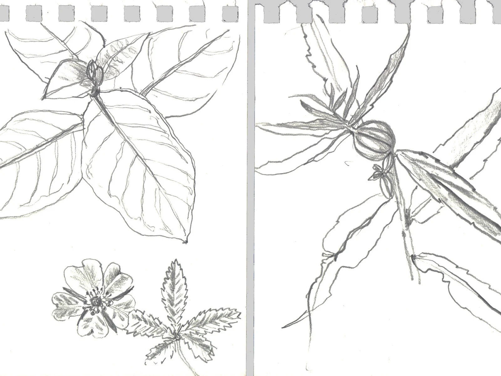 LoP-aten-riveredge-sketches.jpg