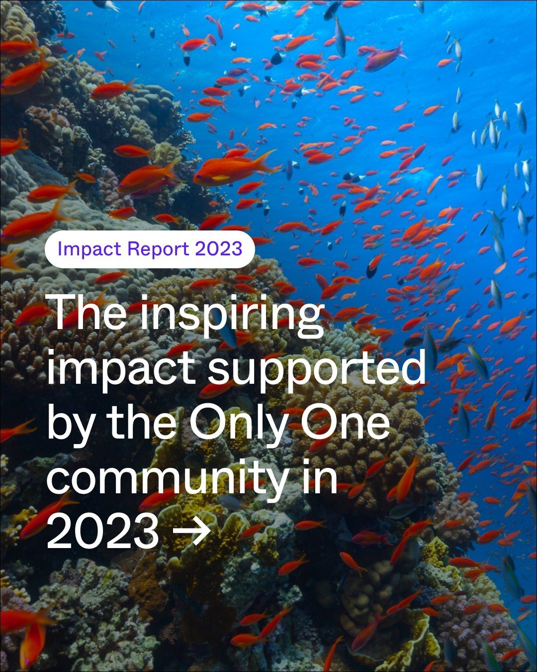 With so many people standing up for the ocean, 2023 was a banner year for marine protection and climate impact. We want to thank each and every one of you for using your voice for our planet. ⁠
⁠
Take a look at what the Only One community helped acco