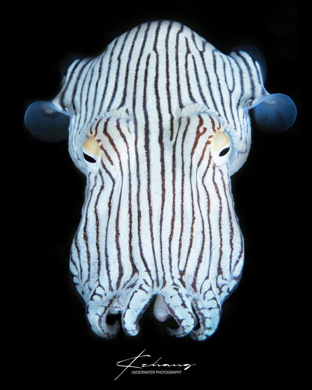 Dressed in nature's PJs: Meet the Pyjama squid &mdash; a cephalopod species decked in stunning patterns that rival any bedtime attire. 🦑✨⁠
⁠
Photo by JongGong Zhang / @k.zhang1210