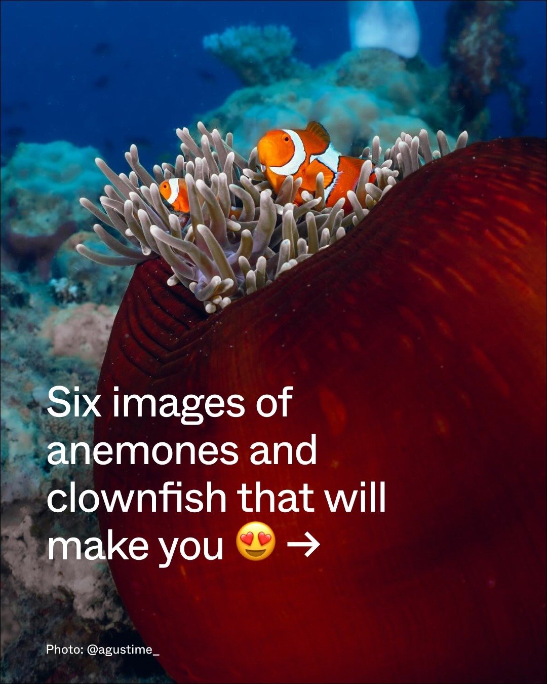 Clownfish are known for their remarkable symbiotic relationship with sea anemones, living among the stinging tentacles that protect them from predators as they provide nutrients for the flower-like invertebrate. They possess a unique immunity to the 