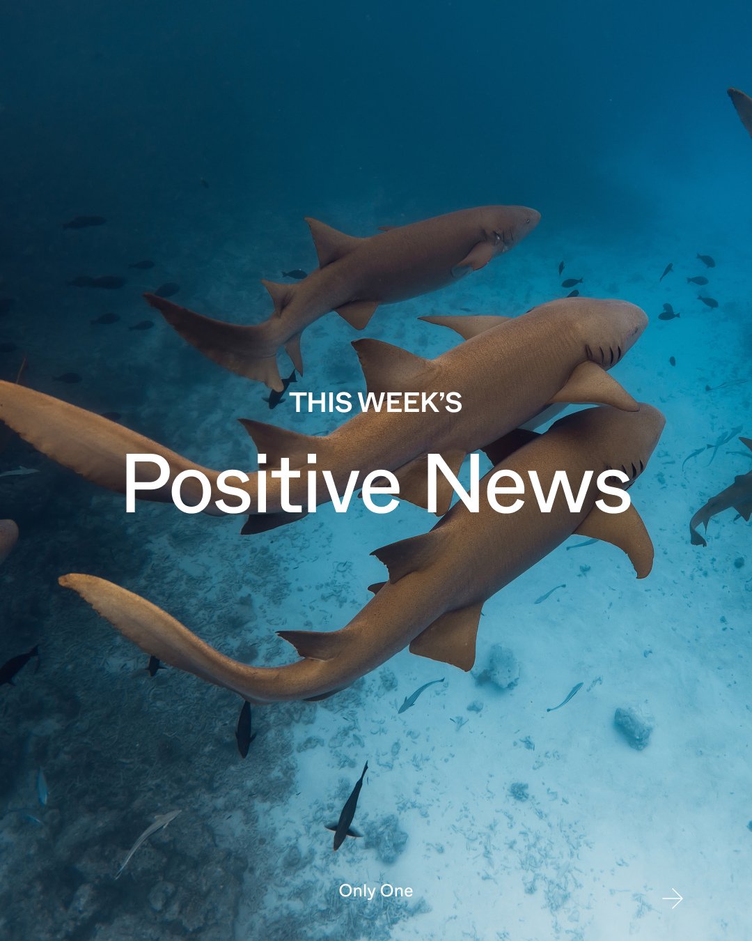 Good news from the sea coming your way! The Third UN Ocean Conference gave us a lot to be hopeful about. Every time you share a post, talk ocean issues at lunch, or back a campaign, it all adds up to real change. We're heading toward a world where pr