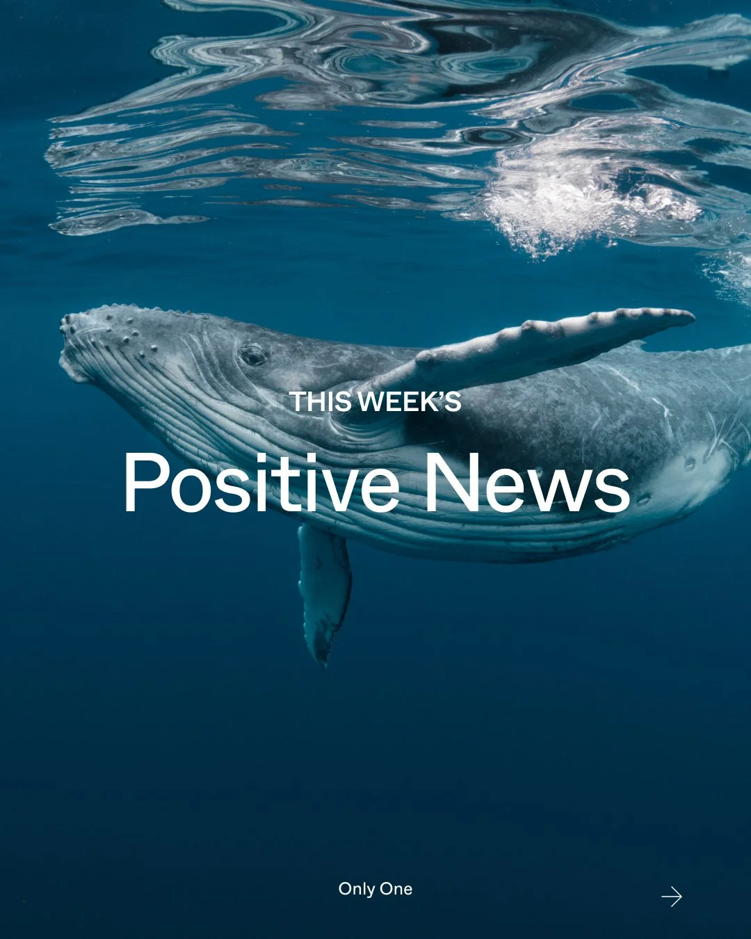 From scientists tirelessly searching for solutions that help wildlife thrive, to youth warriors refusing to wait for others to take action, this week&rsquo;s positive news reminds us that dedication and courage can create real environmental change.