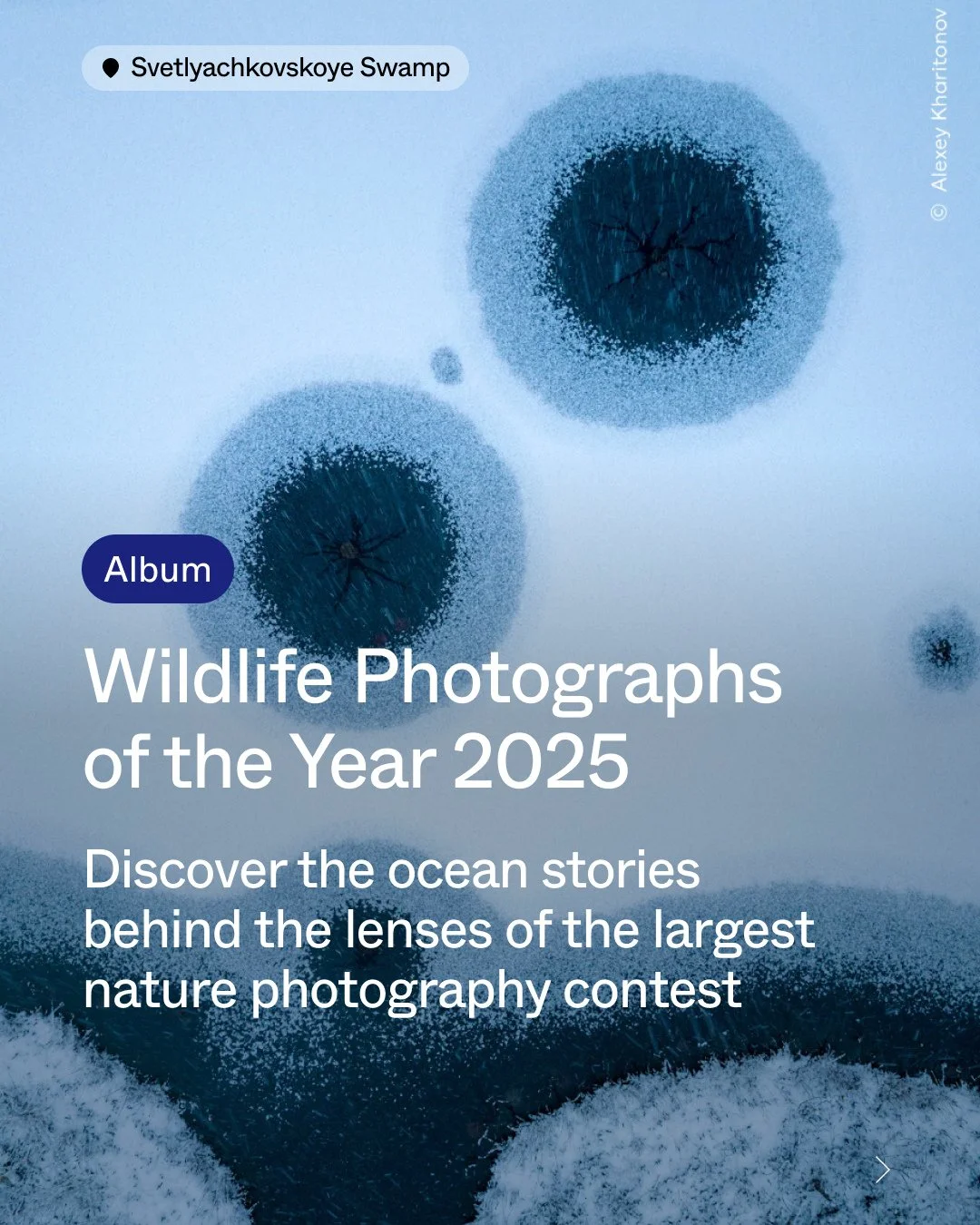 Ready for a dose of pure wonder? Visit London&rsquo;s must-see Wildlife Photographer of the Year exhibit at the Natural History Museum. ⁠
⁠
Beyond beautiful images: each photo tells a story &mdash; about habitats, species, survival, connection, and t
