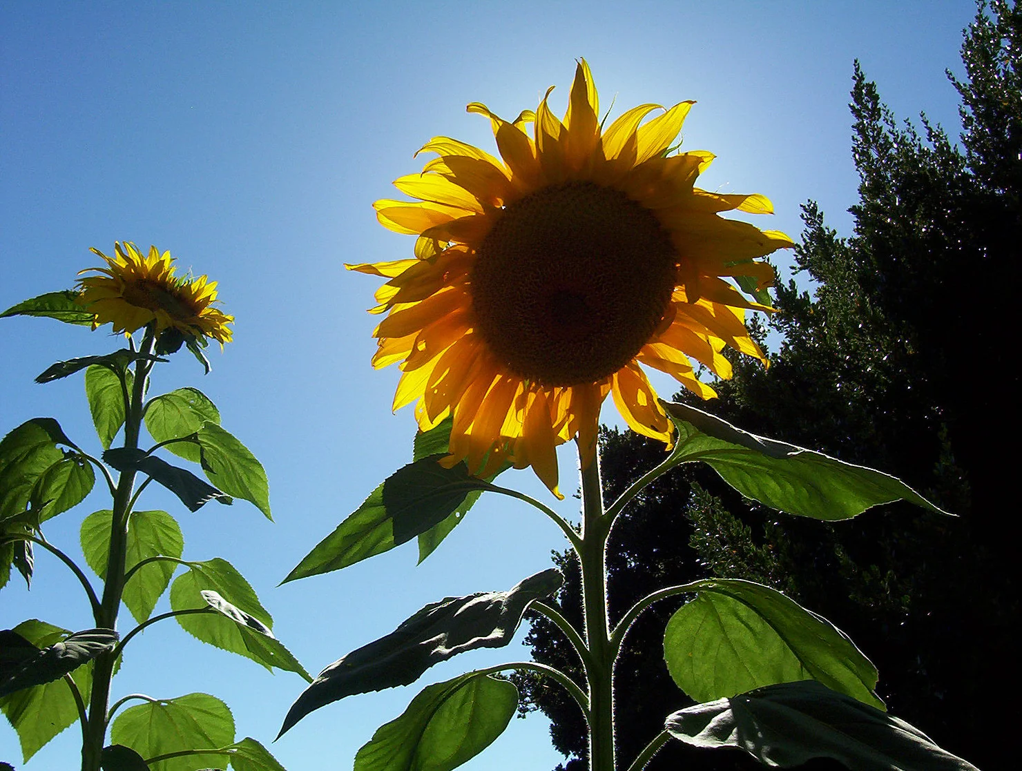 When life serves wilted flowers, plant a new seed.