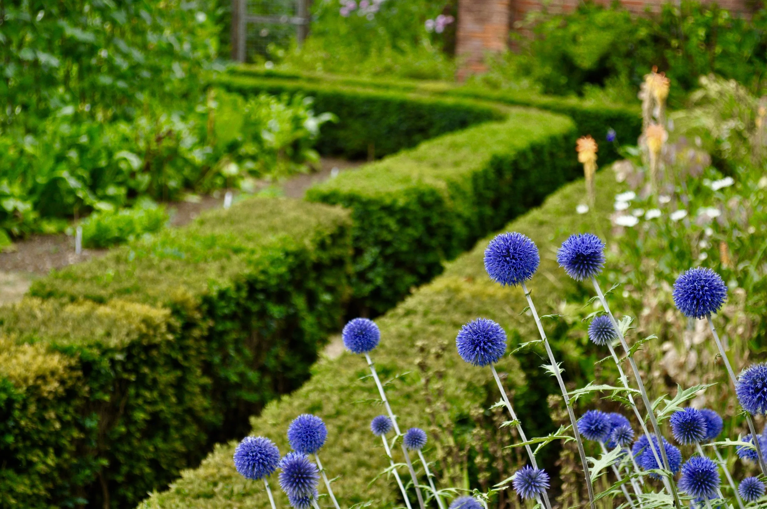 Box hedges surround the borders and beds