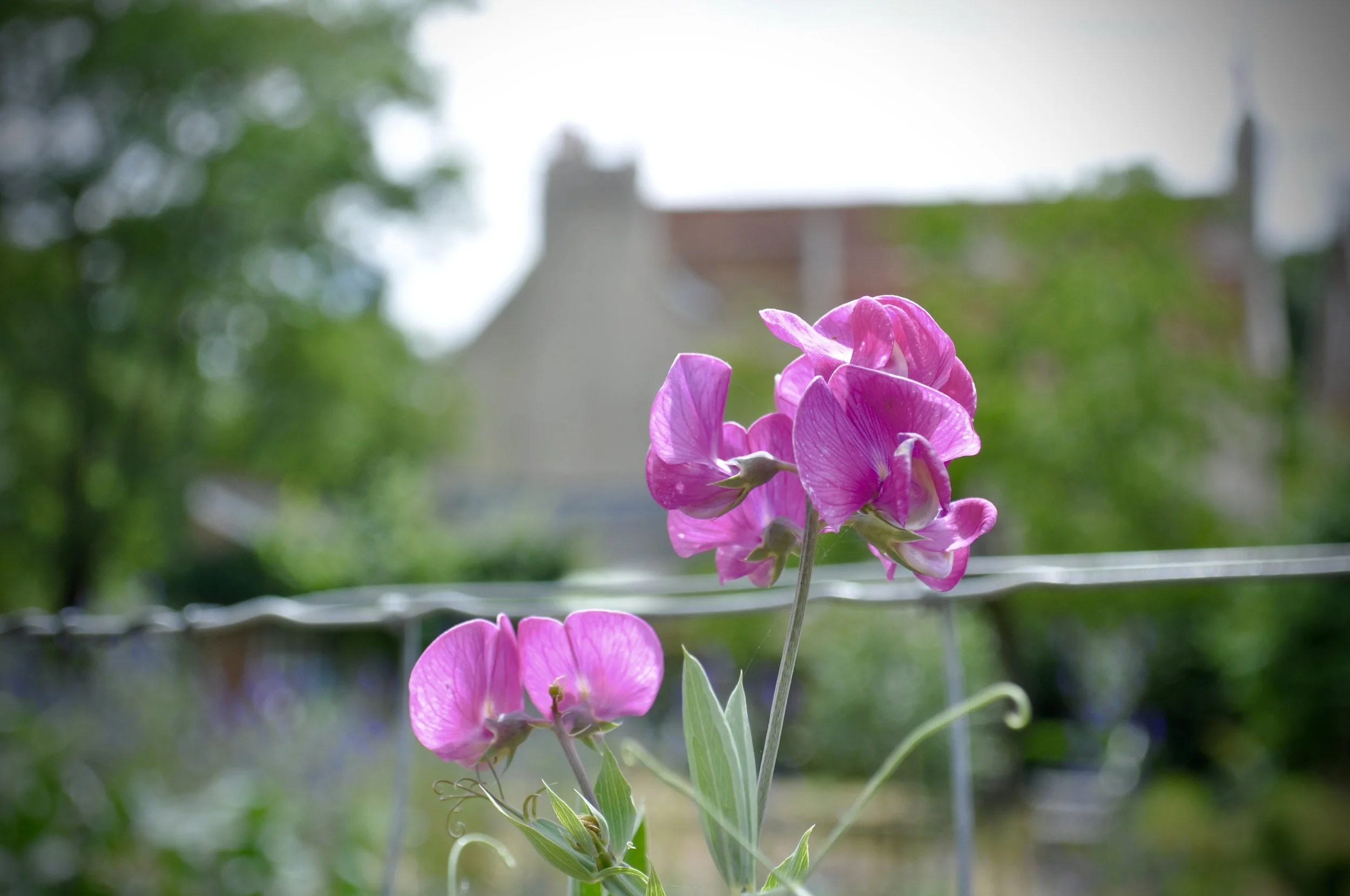 Sweet Peas