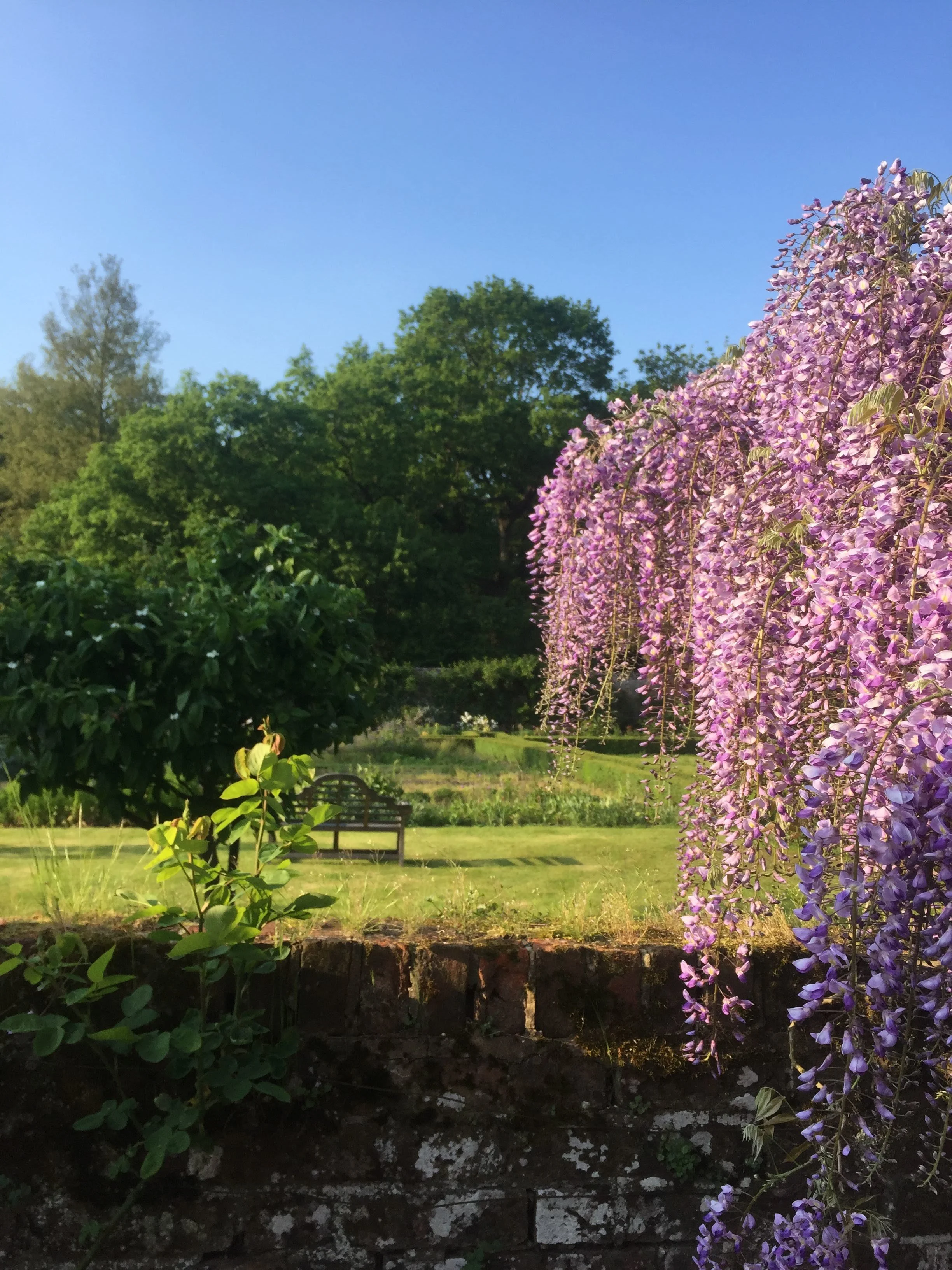 Wysteria